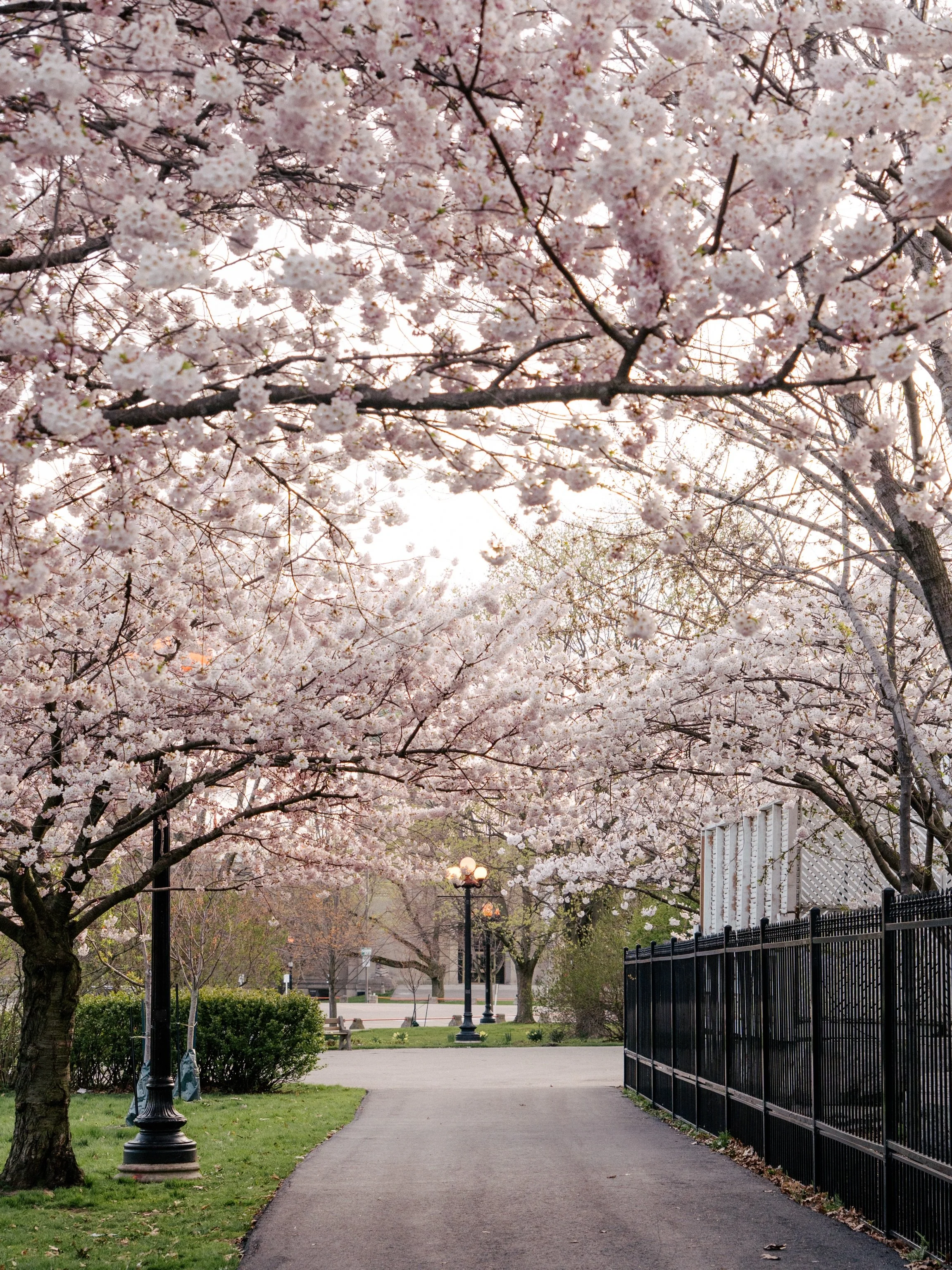 A moment for cherry blossoms 🌸 Send this to someone before the season is over 

📍Location 1: First time seeing them up close at @explaceto. The row of trees along the path are tall and full. They create a tunnel over the path, which looks so nice i