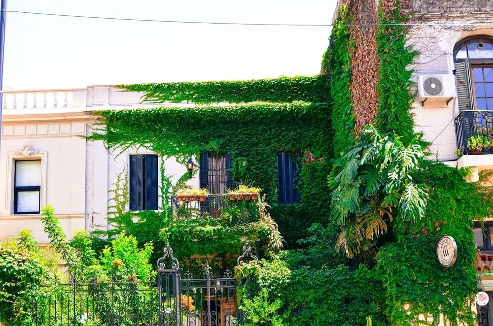 warm and sunny new year | buenos aires