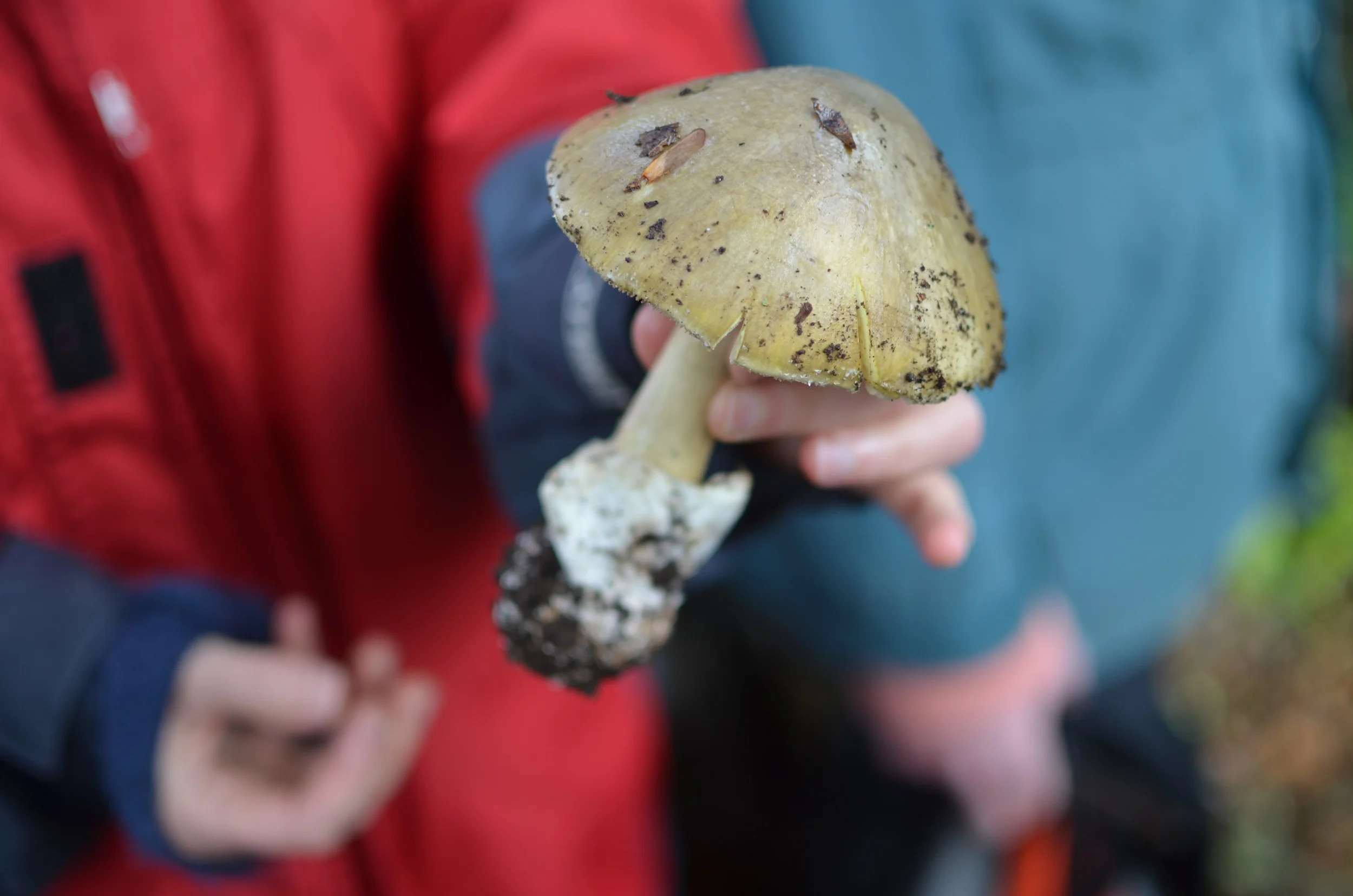 hunting for mushrooms in point reyesLife on Pine