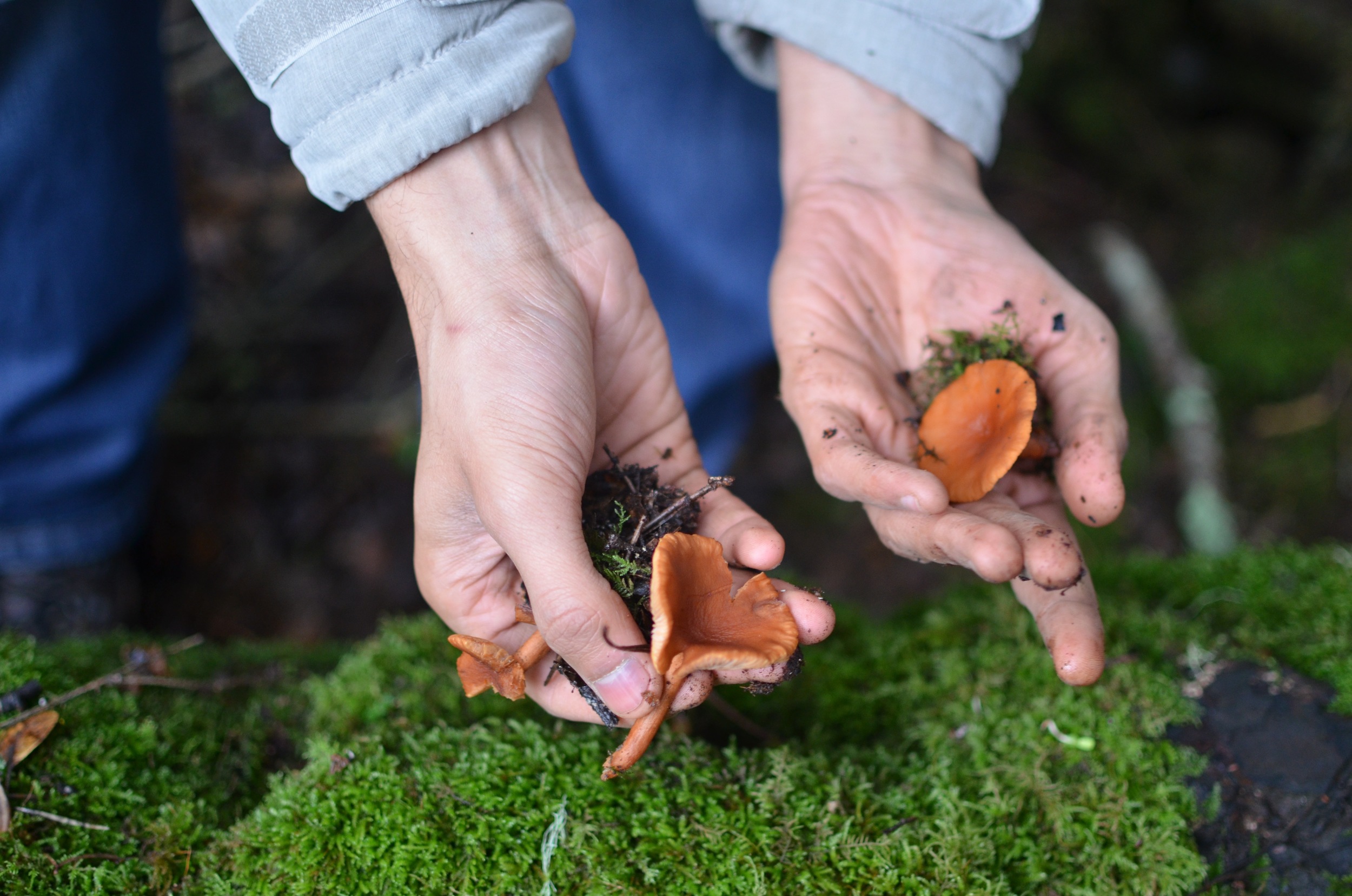 hunting for mushrooms in point reyesLife on Pine