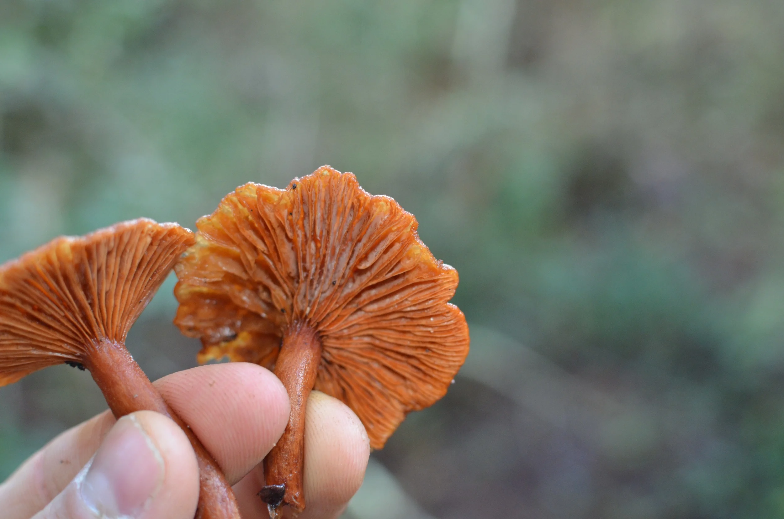 hunting for mushrooms in point reyesLife on Pine