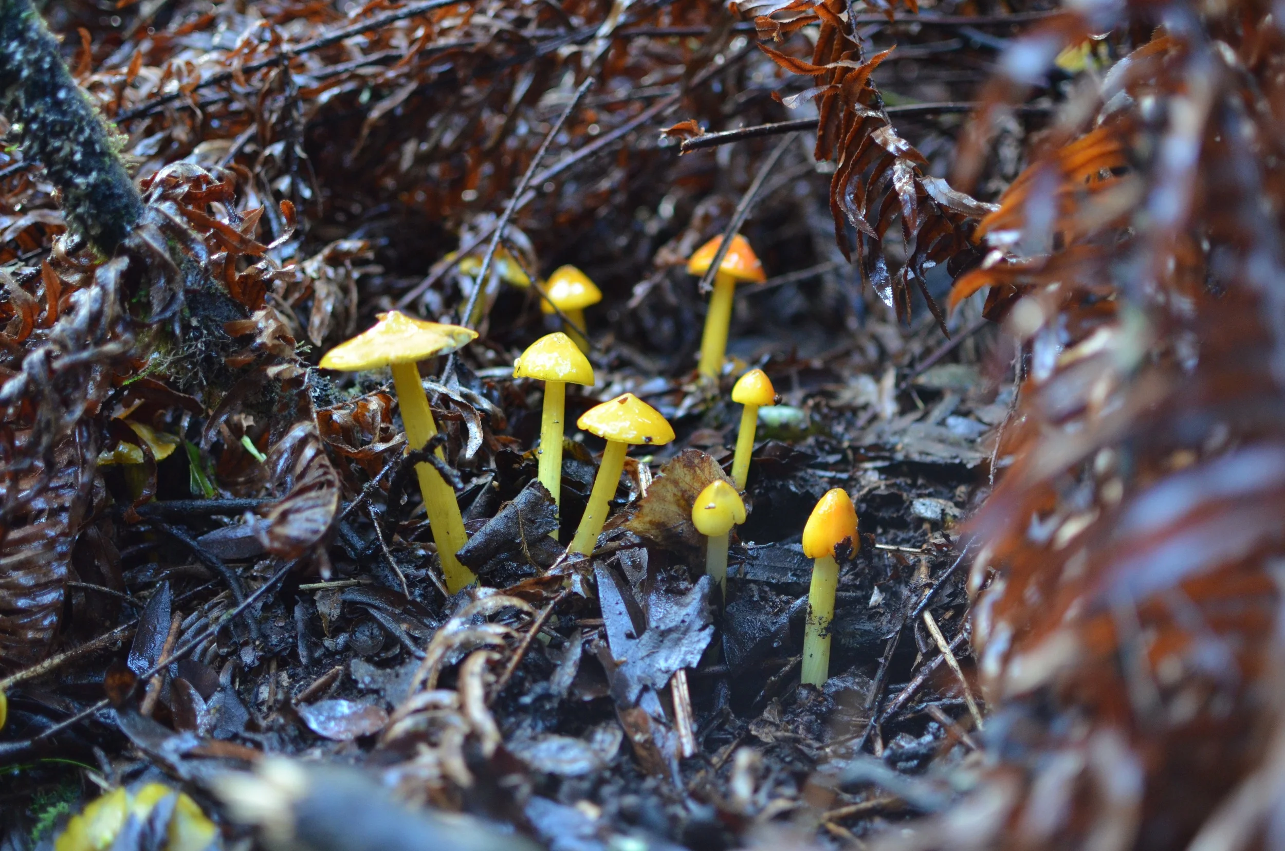DSC_0187.jpg