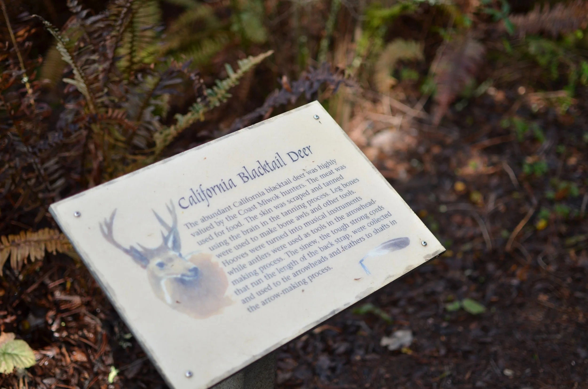 hunting for mushrooms in point reyesLife on Pine