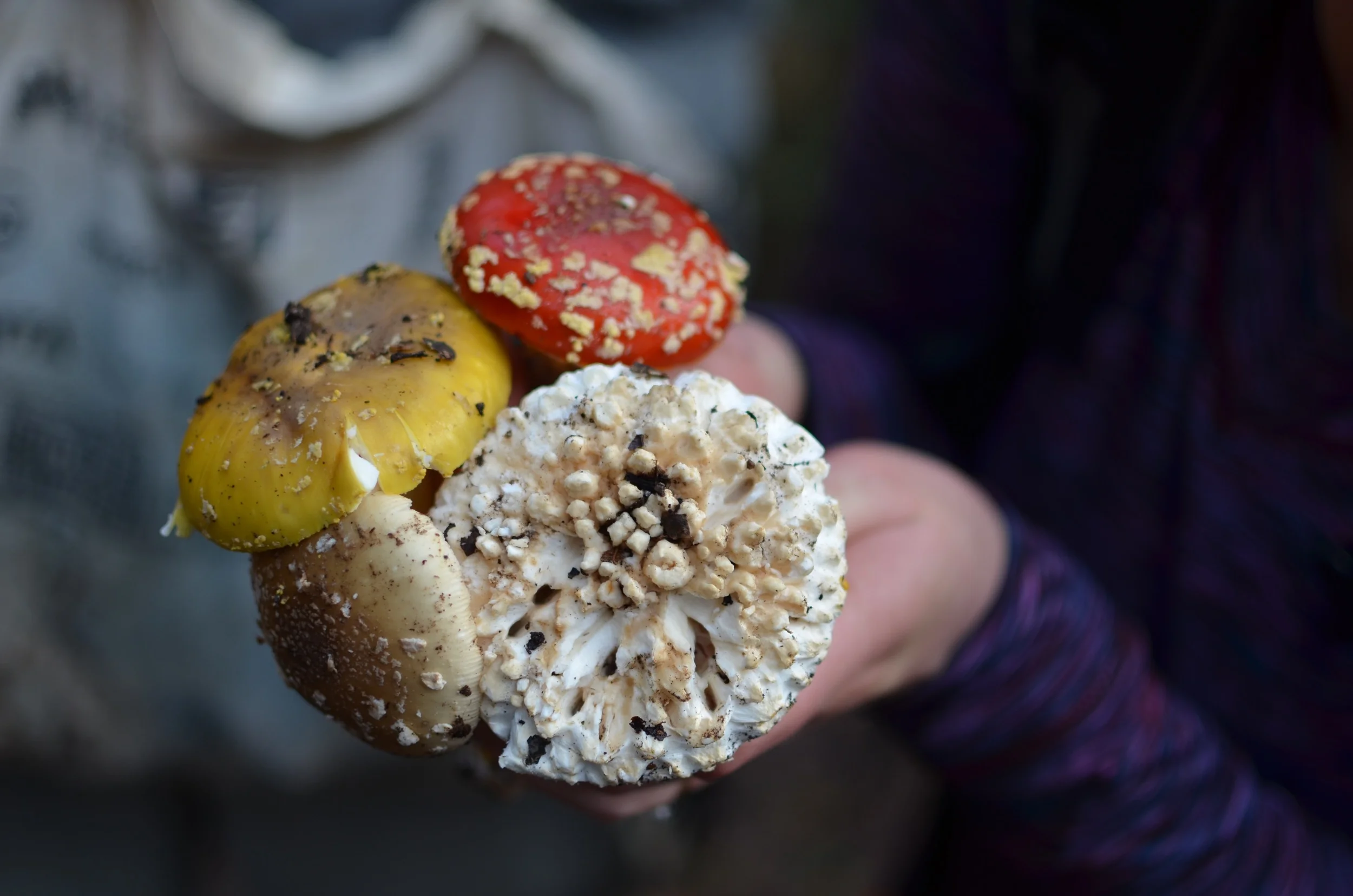 hunting for mushrooms in point reyesLife on Pine