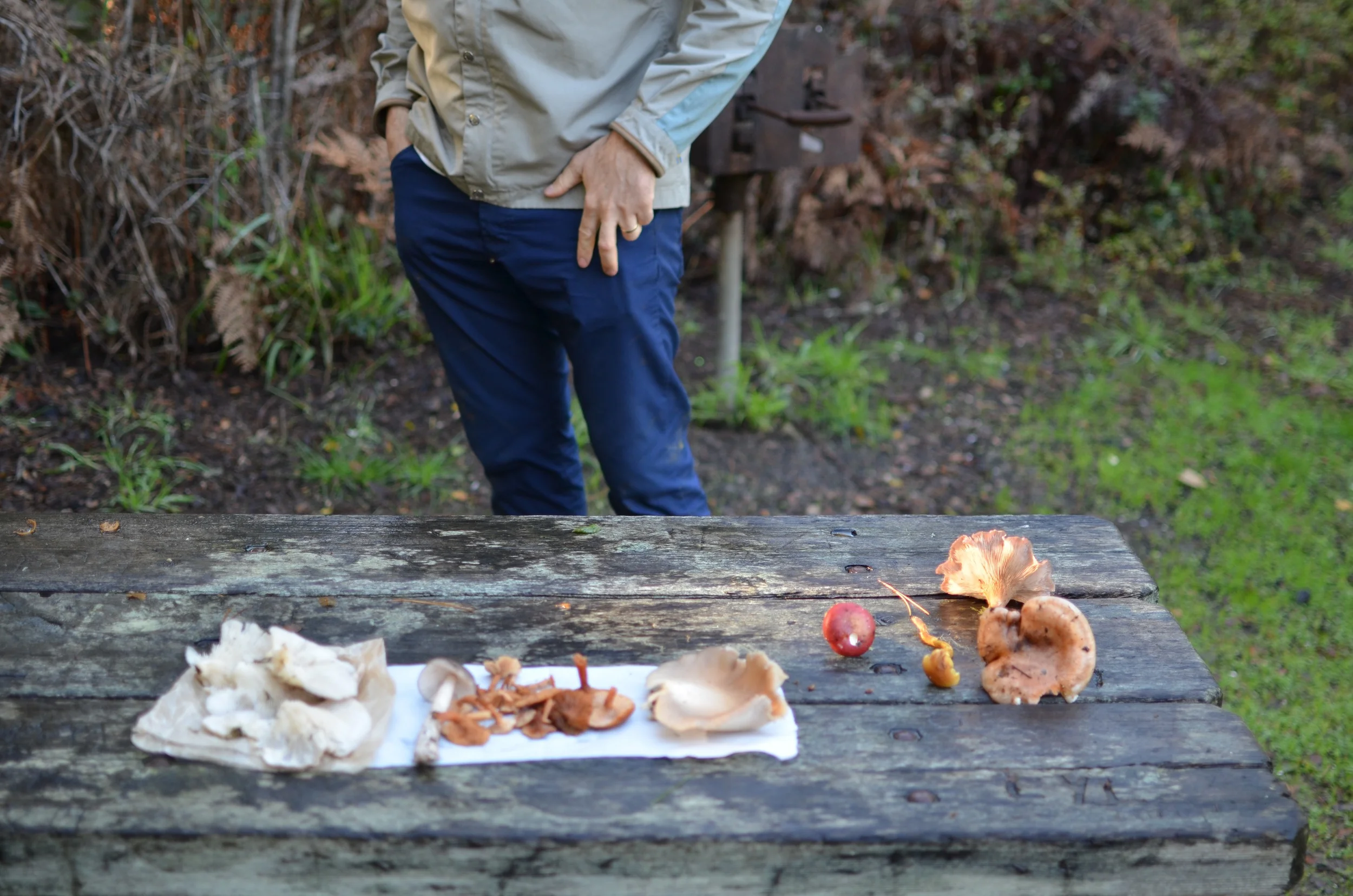 hunting for mushrooms in point reyesLife on Pine