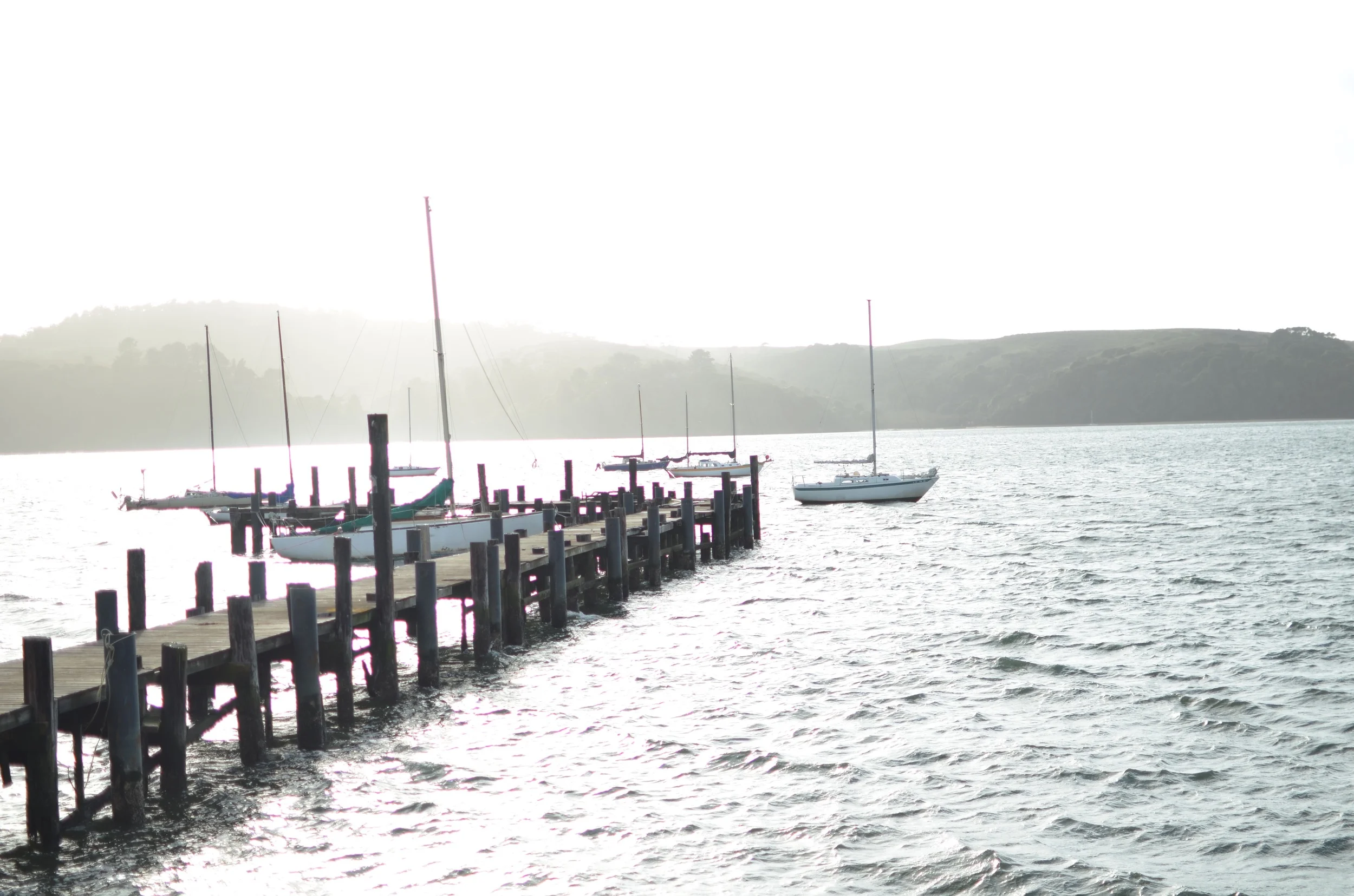 hunting for mushrooms in point reyesLife on Pine