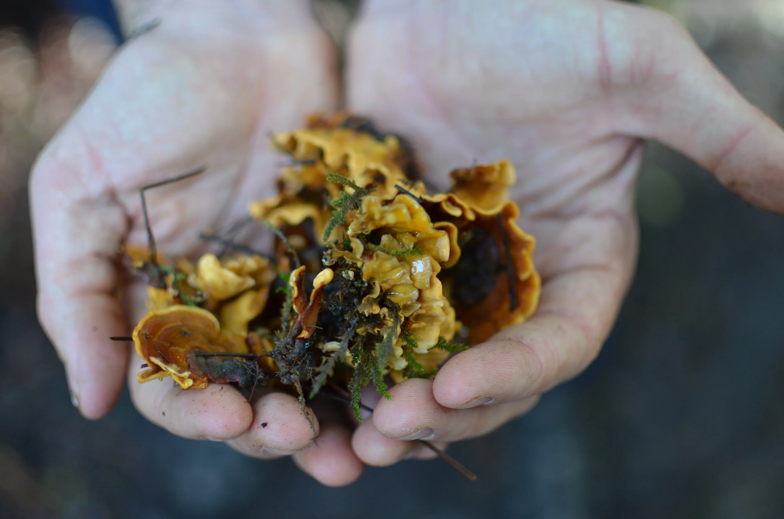 hunting for mushrooms in point reyes