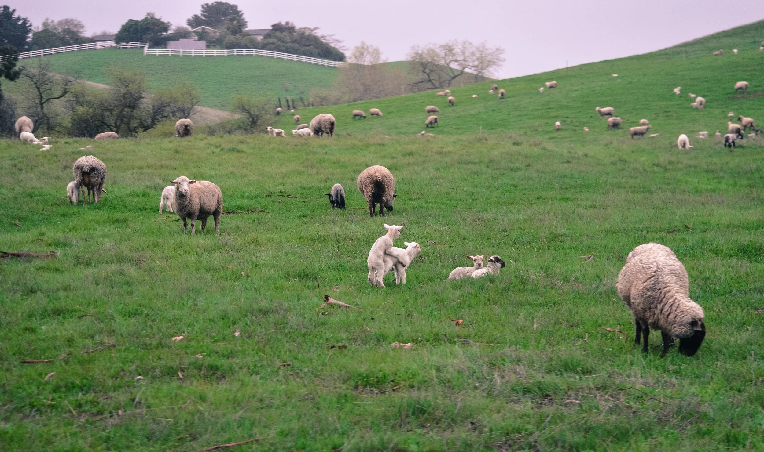 ^^ when you try to snap a photo of the beautiful sheep and the babies start humping ....