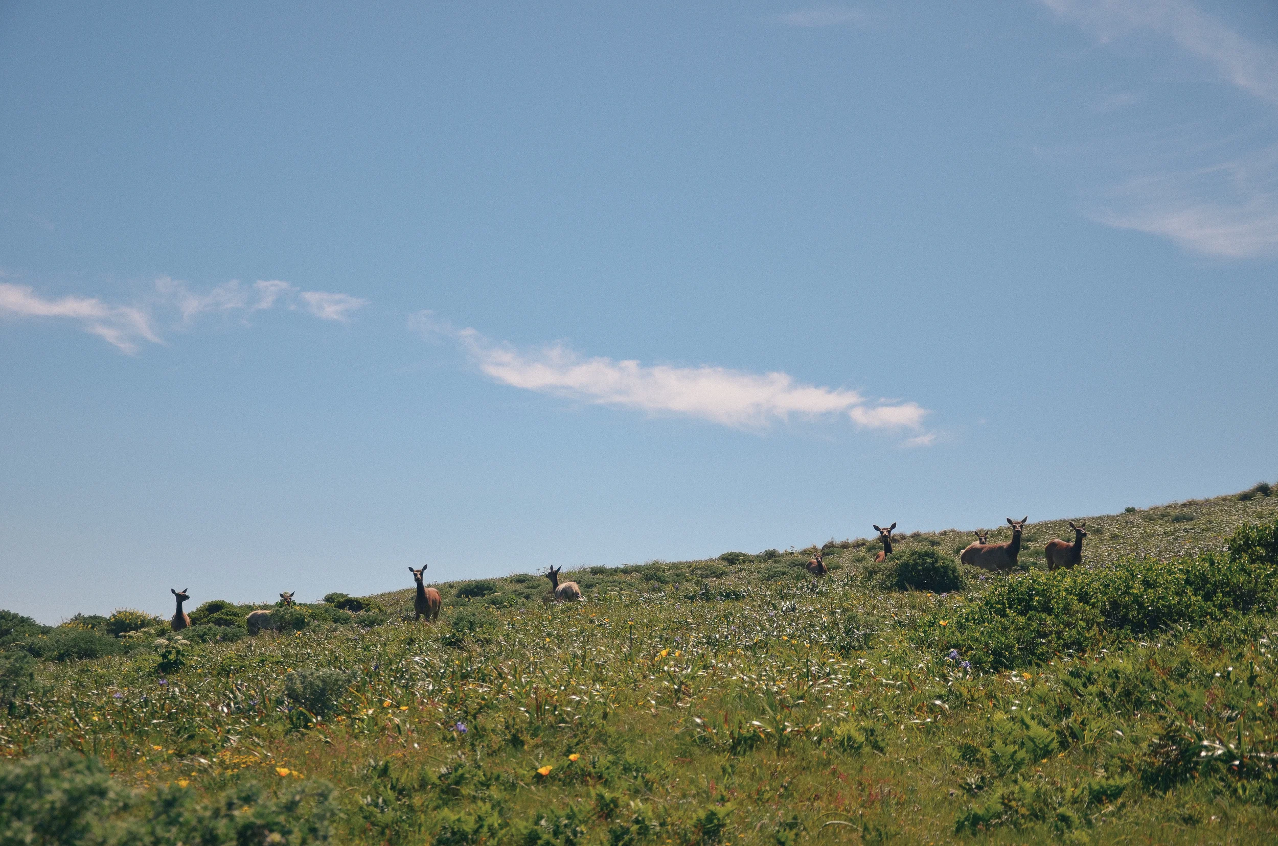 DSC_0739.jpg