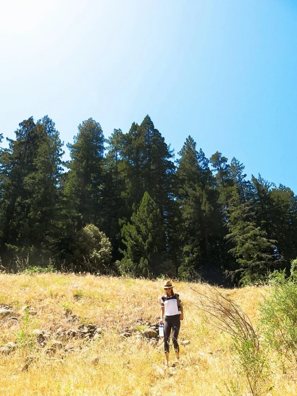 memorial day in the redwoods @ standish hickey campground