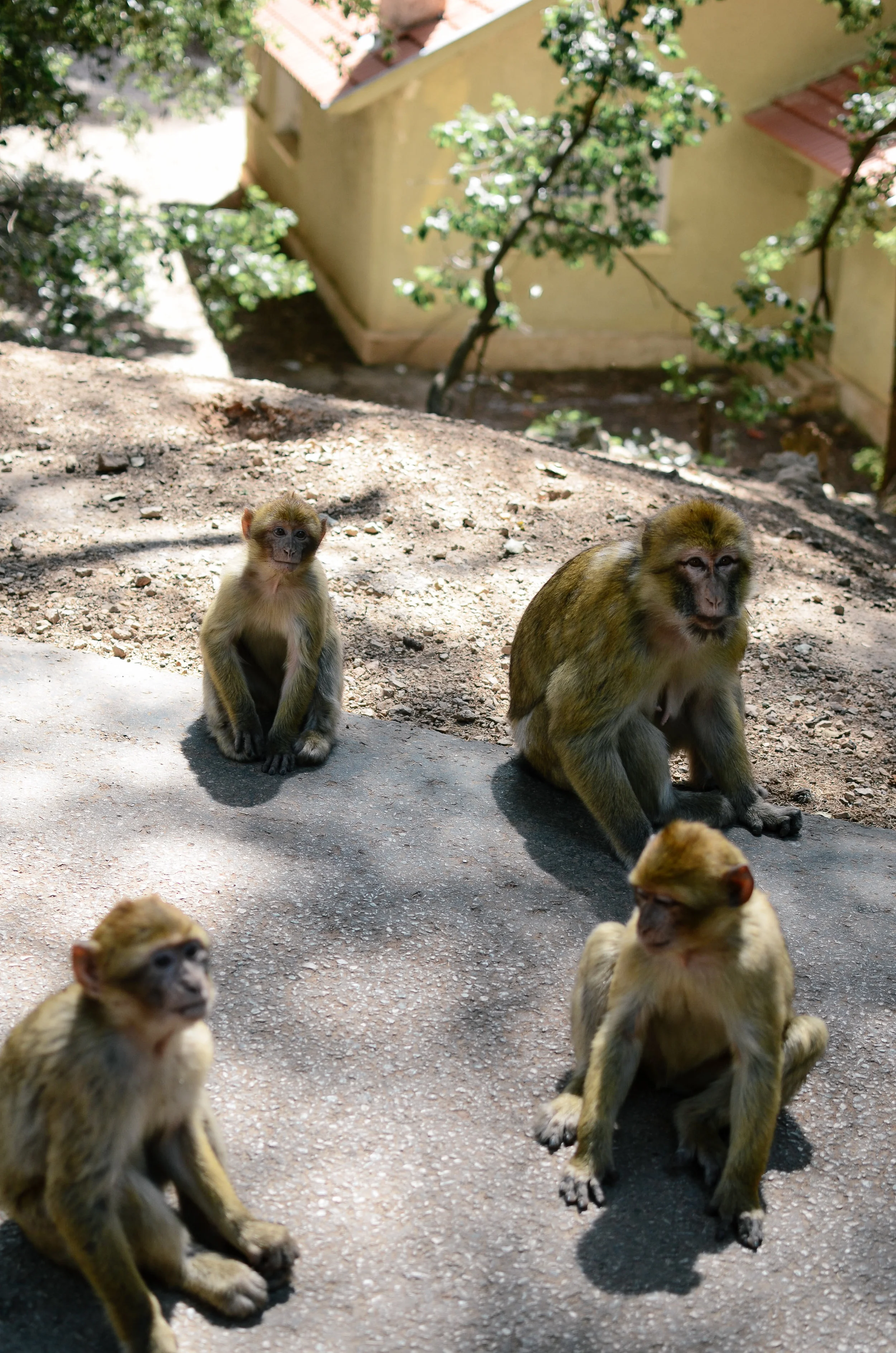  ^^ my first ever monkeys in the wild sighting!&nbsp; 