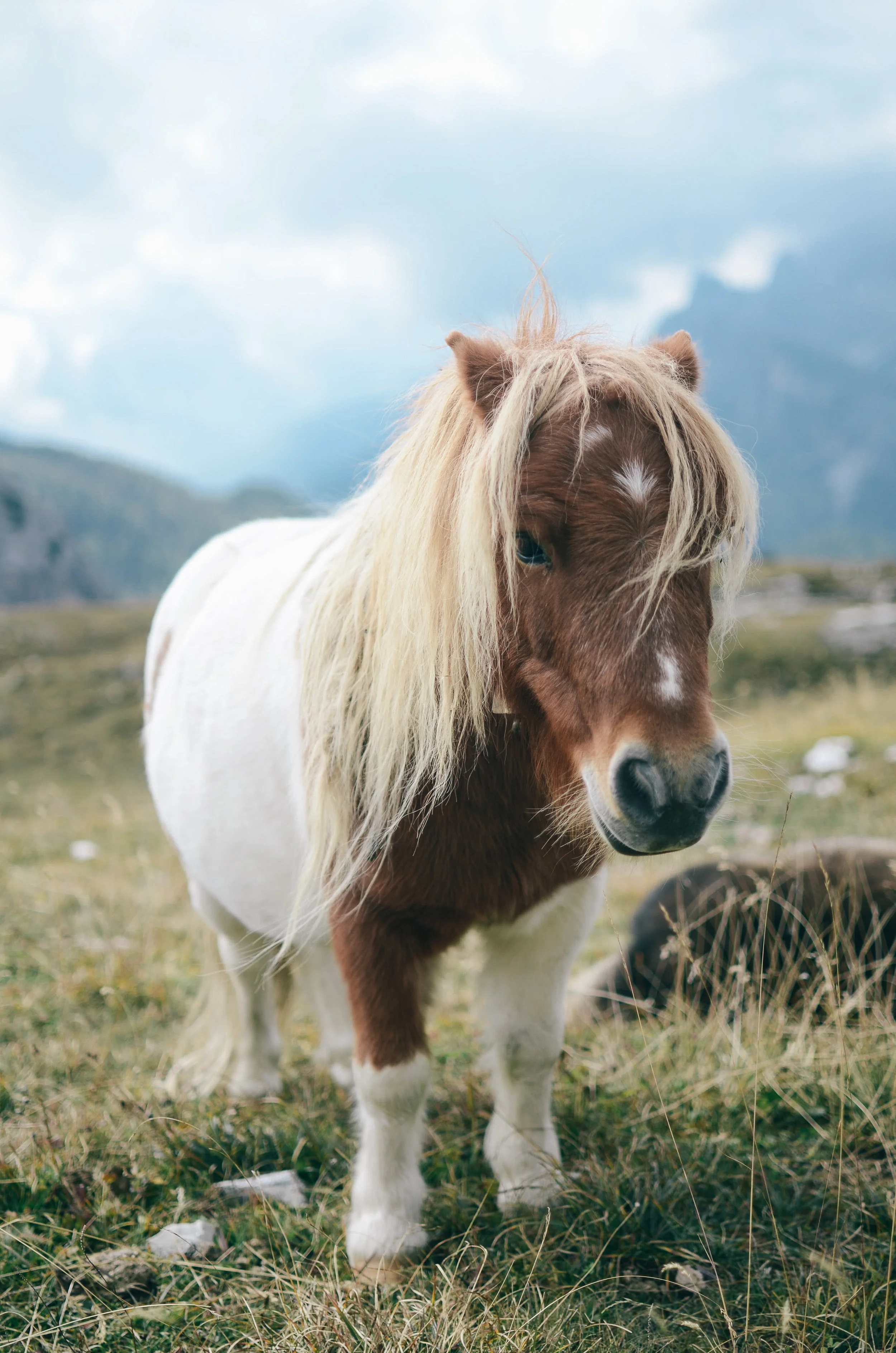 dolomites-why-the-italian-alps-should-be-your-next-mountain-adventure- travel-blog-tiny-horse.jpg