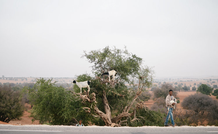 Morocco Travel Guide Life on Pine.jpg