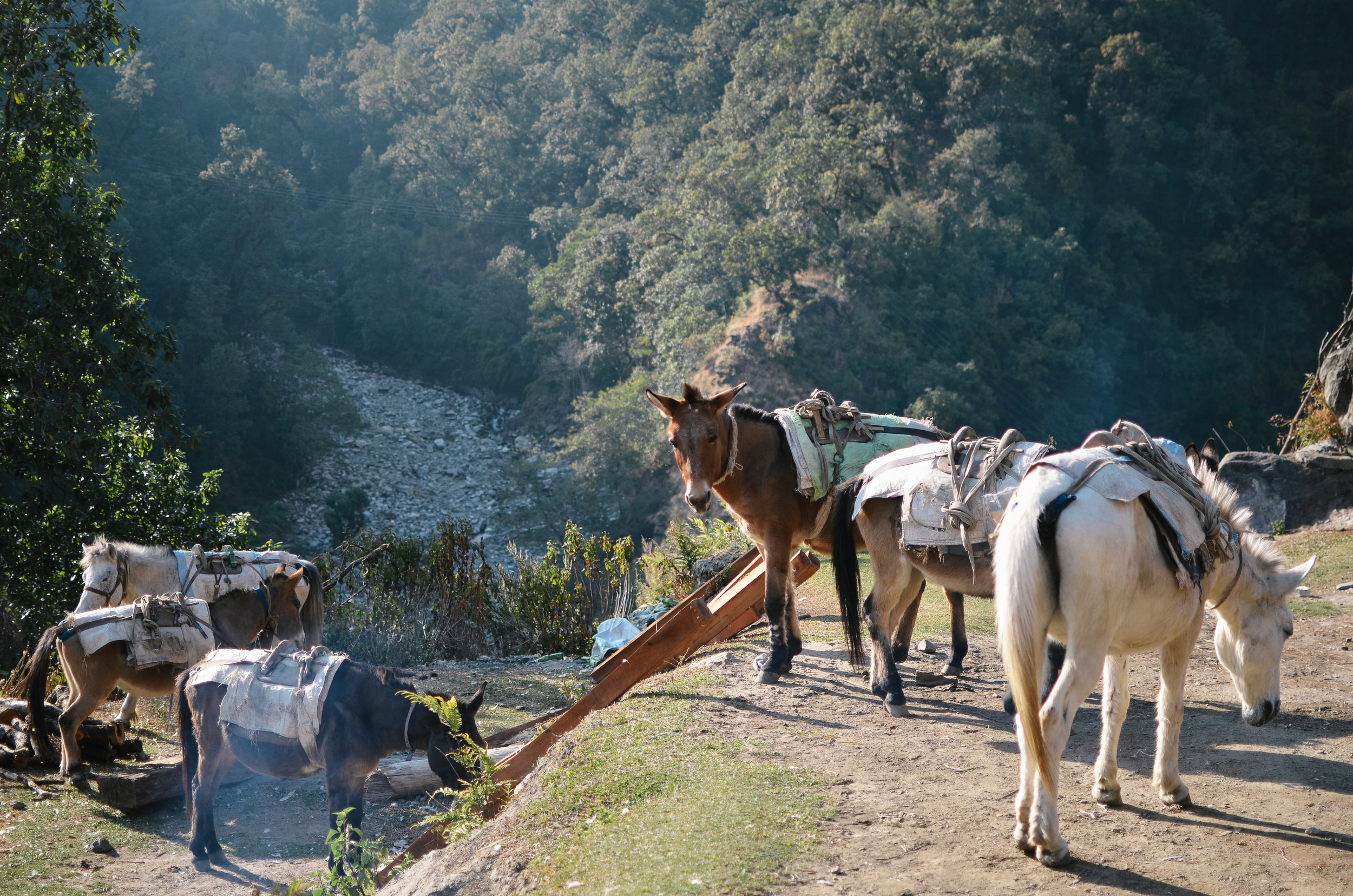 nepal-trek-annapurna_DSC_1171.jpg