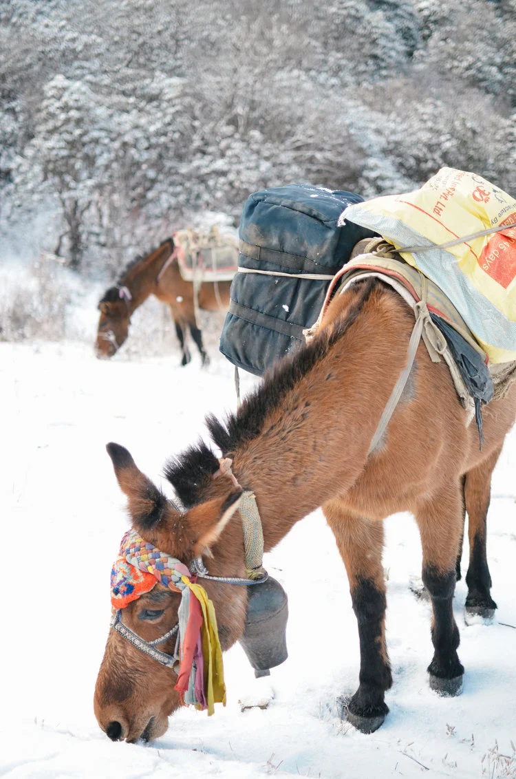 annapurna photo journal: planning for a trek in nepal