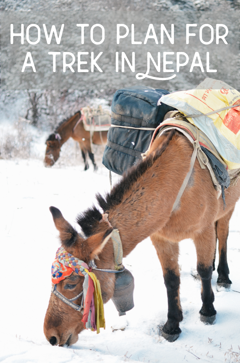 life-on-pine-trekking-in-nepal-annapurna.png