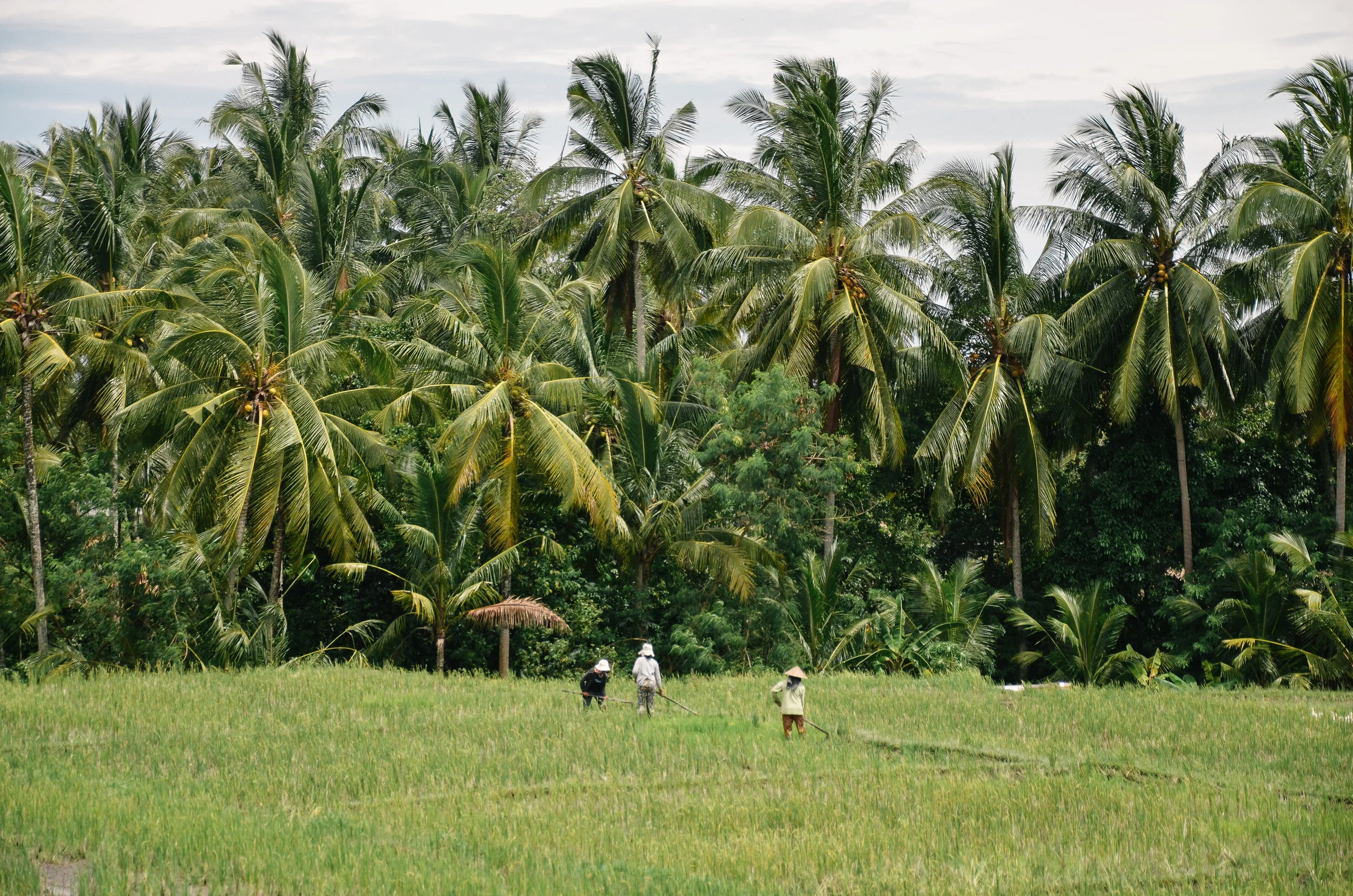 ubud+travel+guide+bali+life+on+pine_DSC_2685.jpg