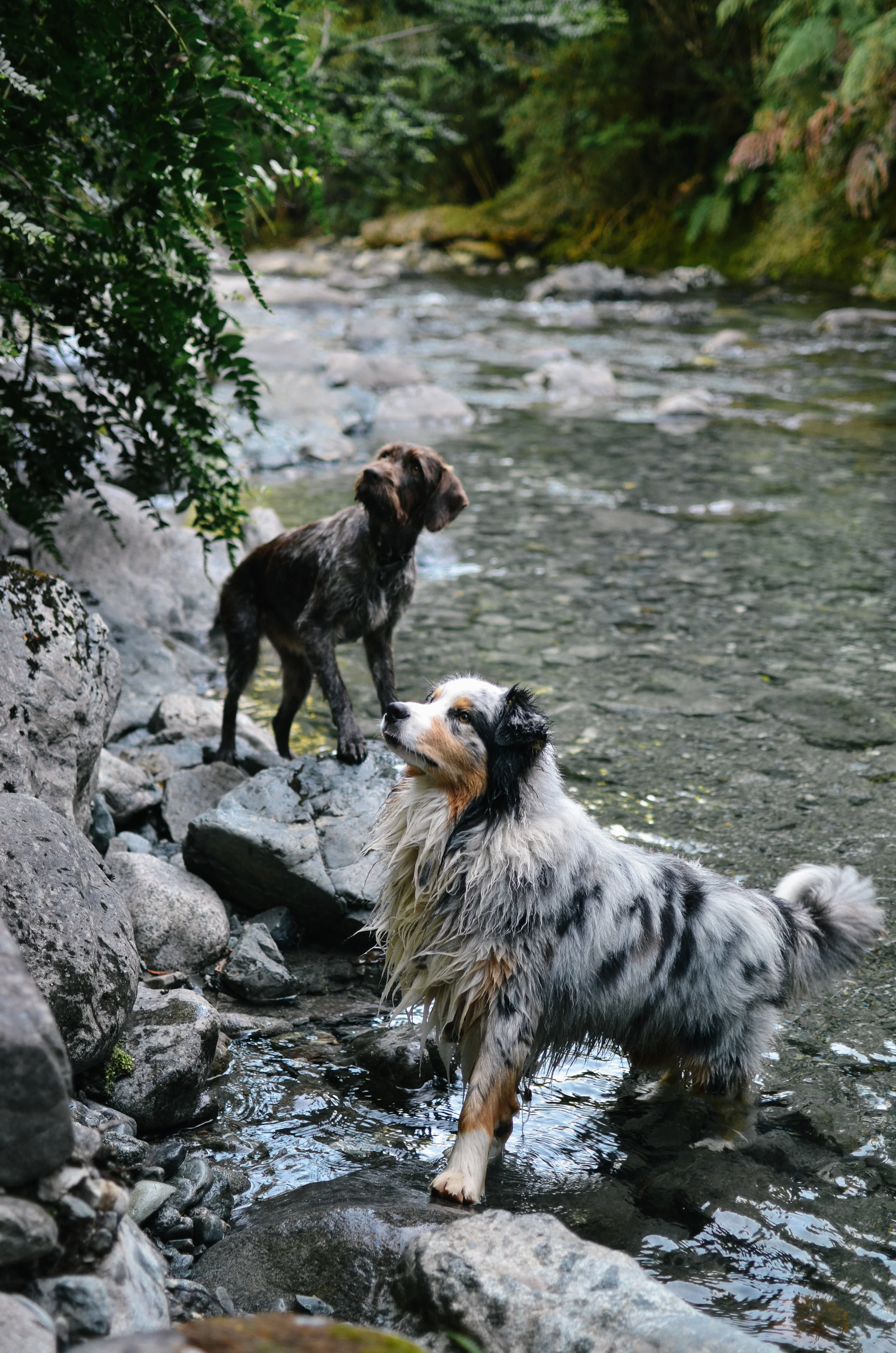 ^ there is a stunning waterfall on the property only a 10 minute walk. these two lead the way 
