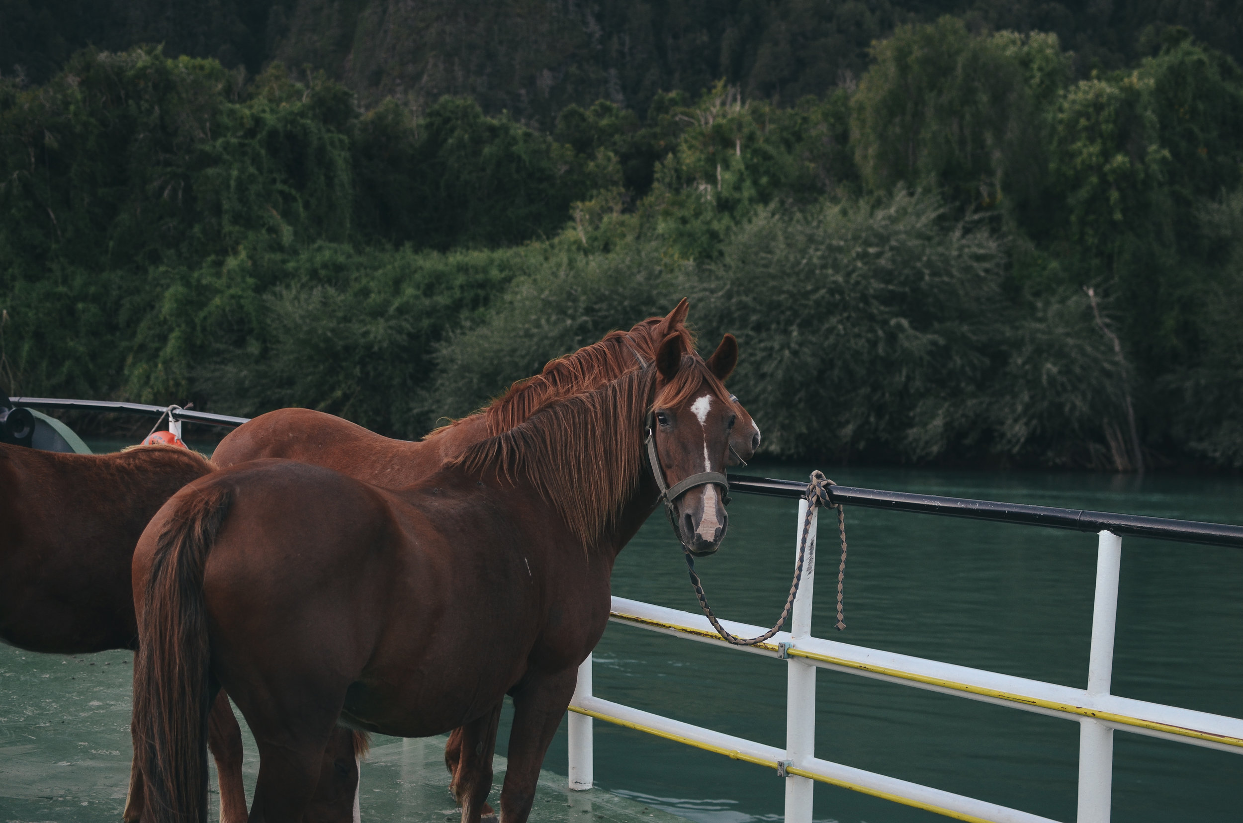 barraco+lodge+chile+life+on+pine+travel+blog +life+on+pine+work+exchange_DSC_0042.jpg