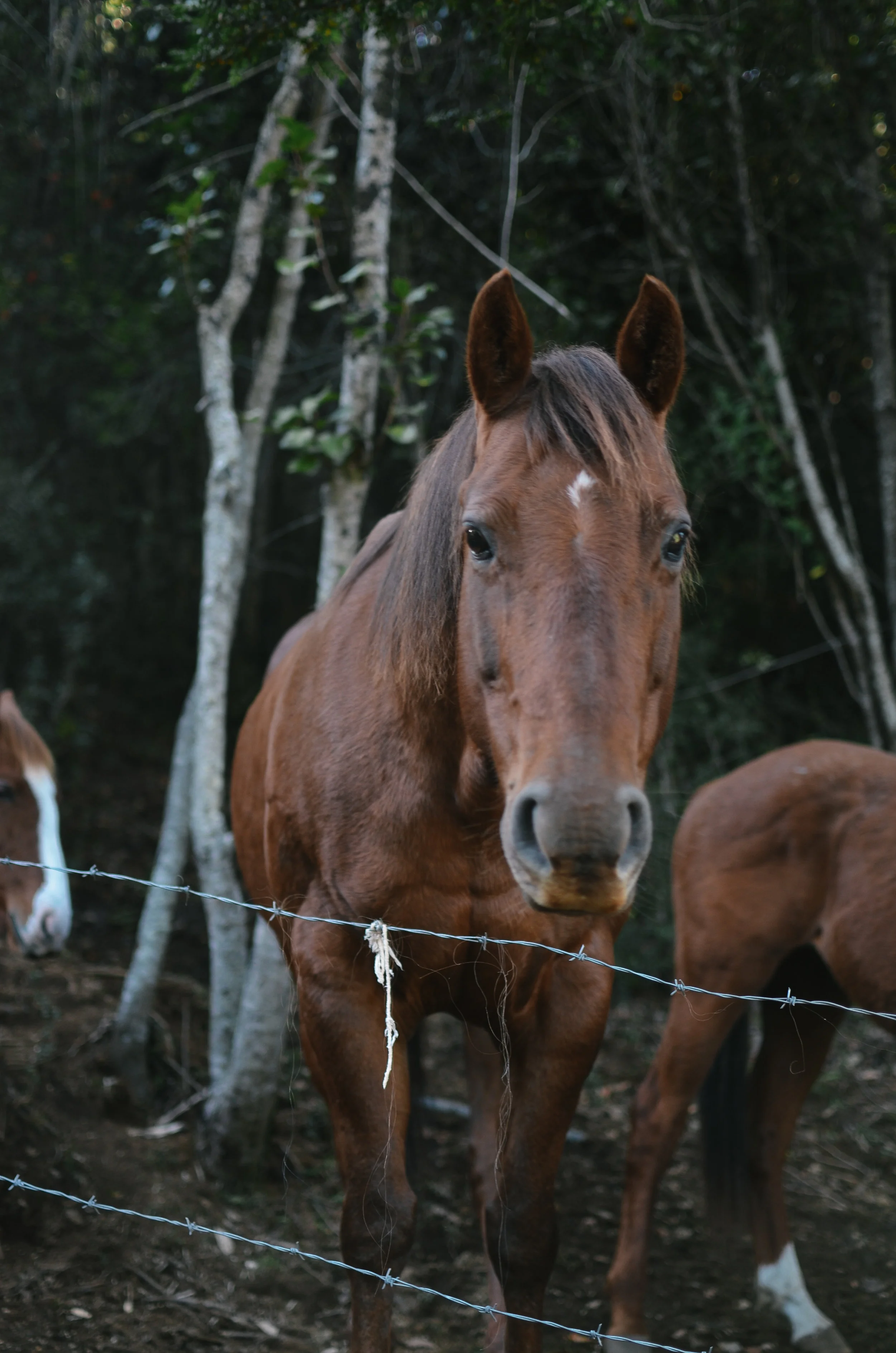work exchange: a month at barraco lodge 