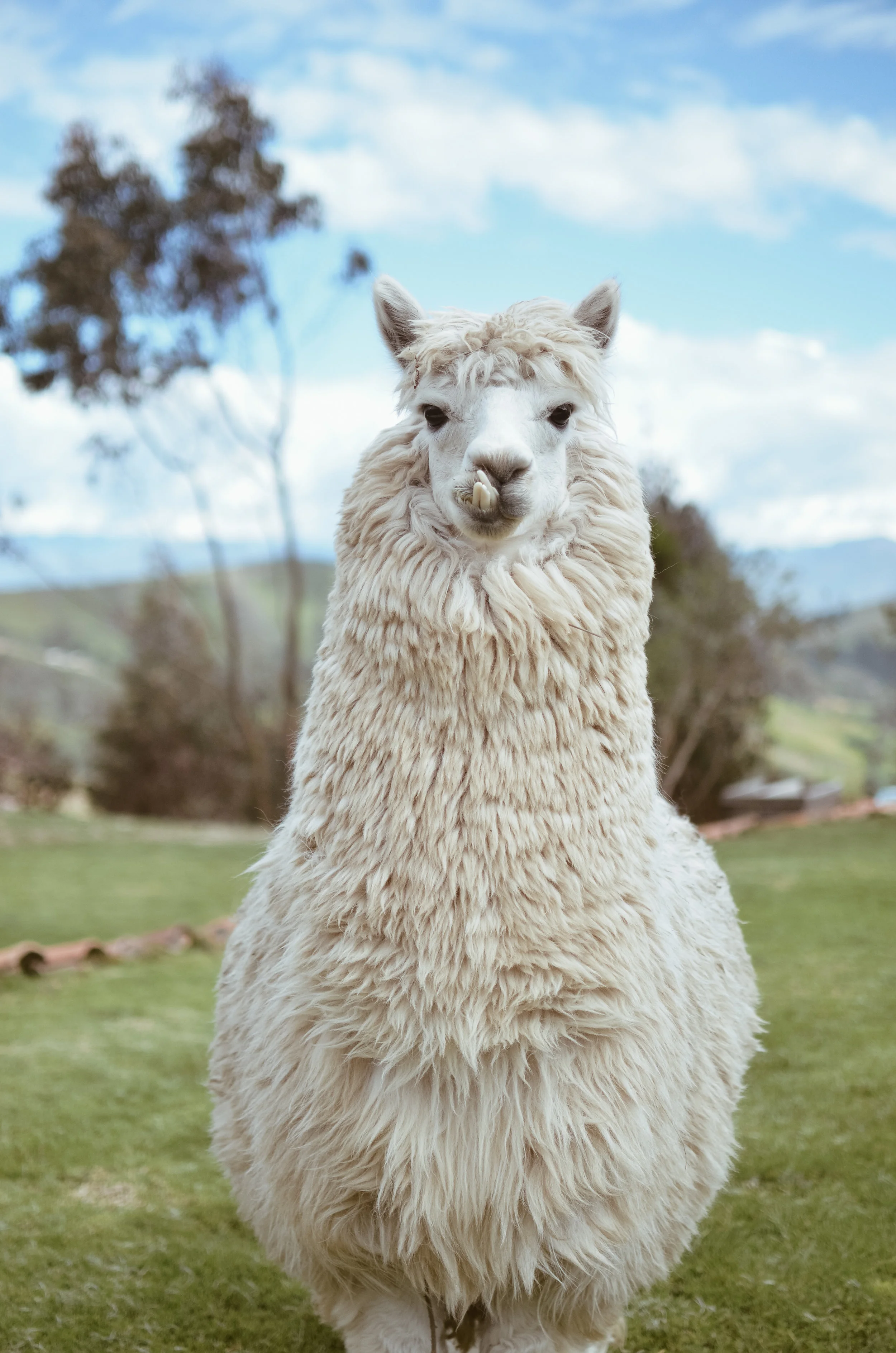 hiking in peru, the laguna 69 trek 