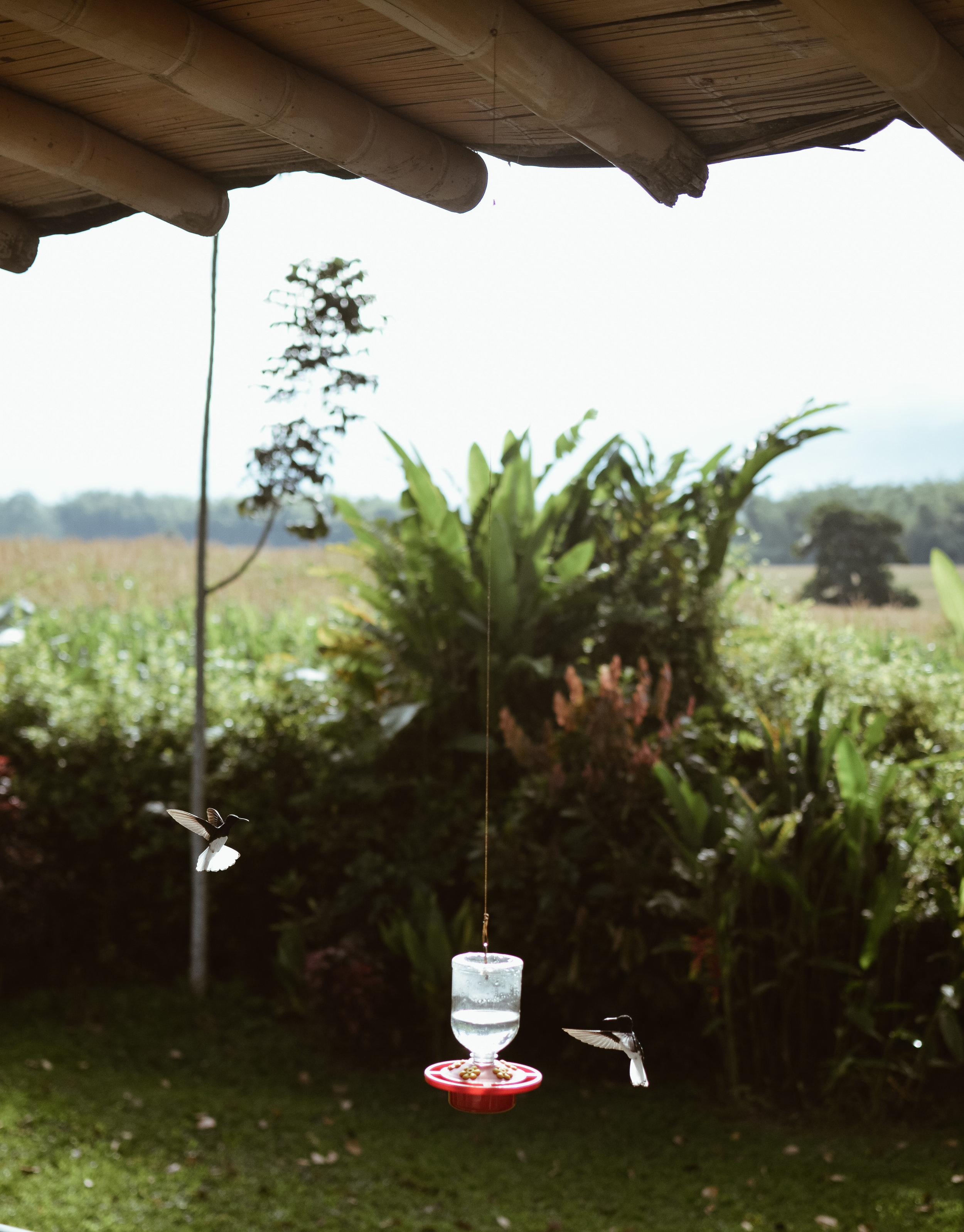 Hacienda+Bambusa+Coffee+Farm+Colombia_Life_on_Pine_DSC_0389.jpg