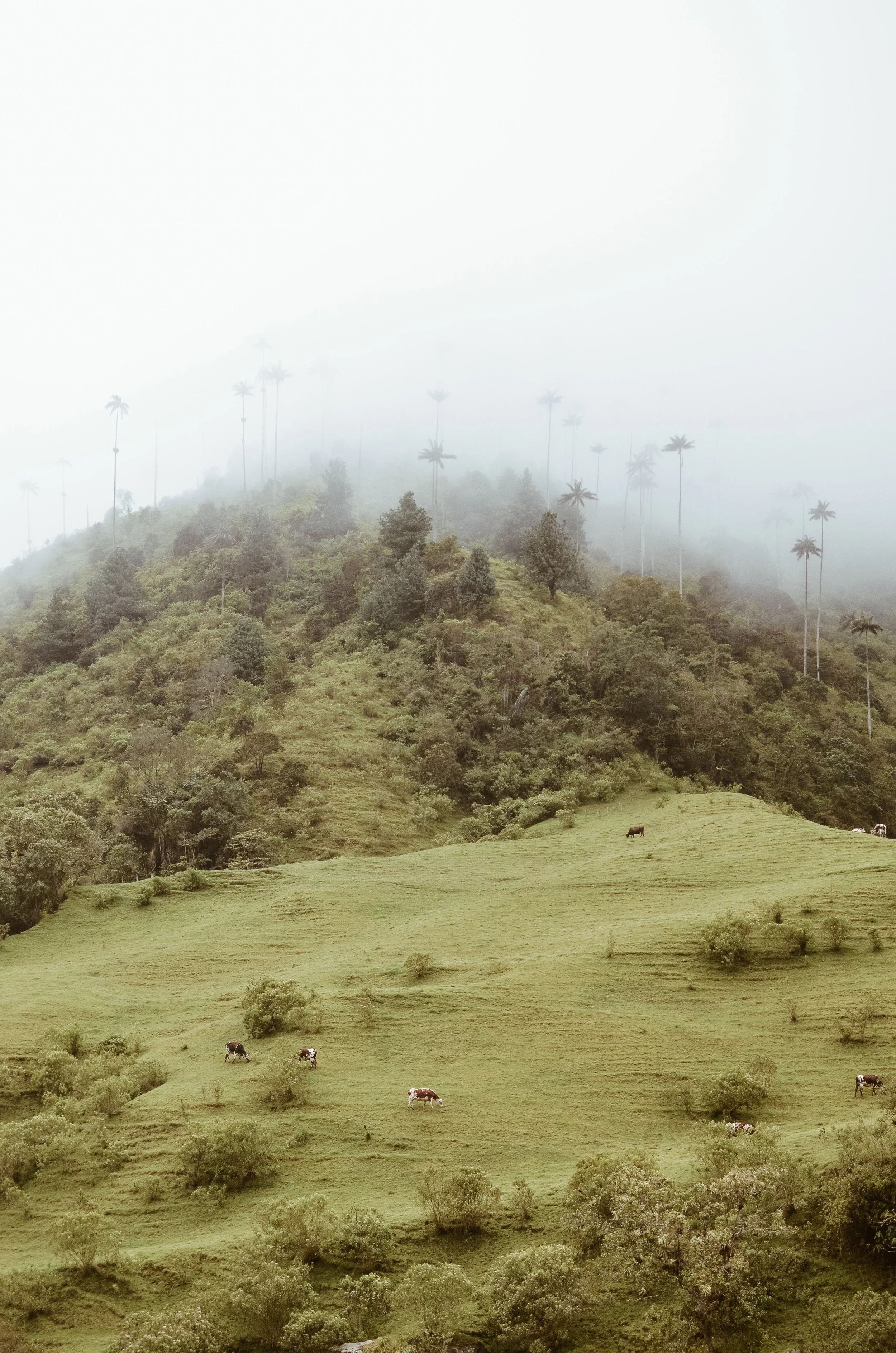 cocora+valley+hike+salento+colombia_DSC_0794.jpg