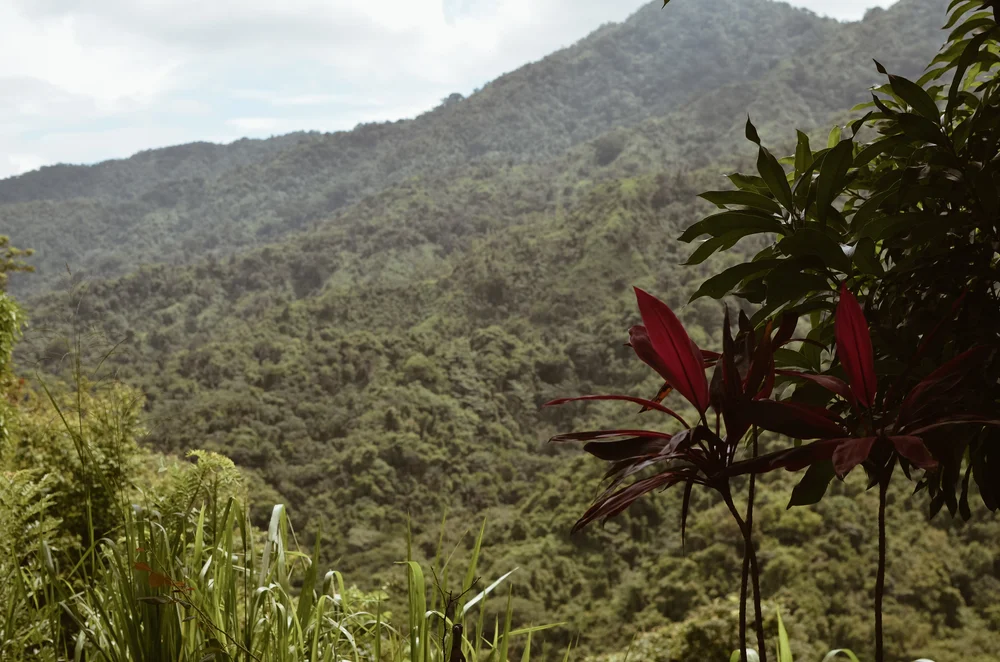 Minca+Colombia+Life+On+Pine+Kate+Parrish_DSC_1370.jpg