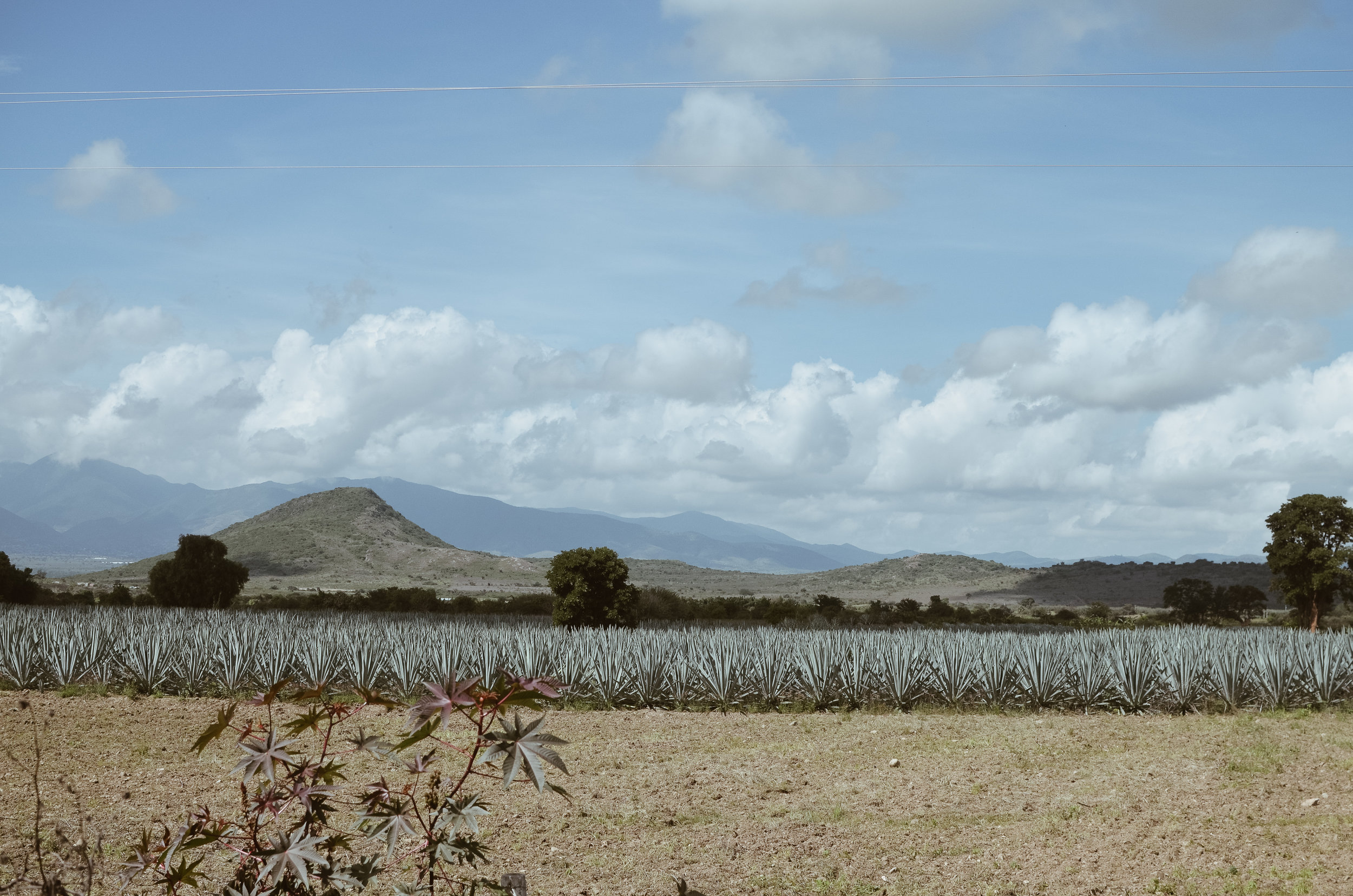 oaxaca+august+etta+kate+parrish_DSC_2169.jpg