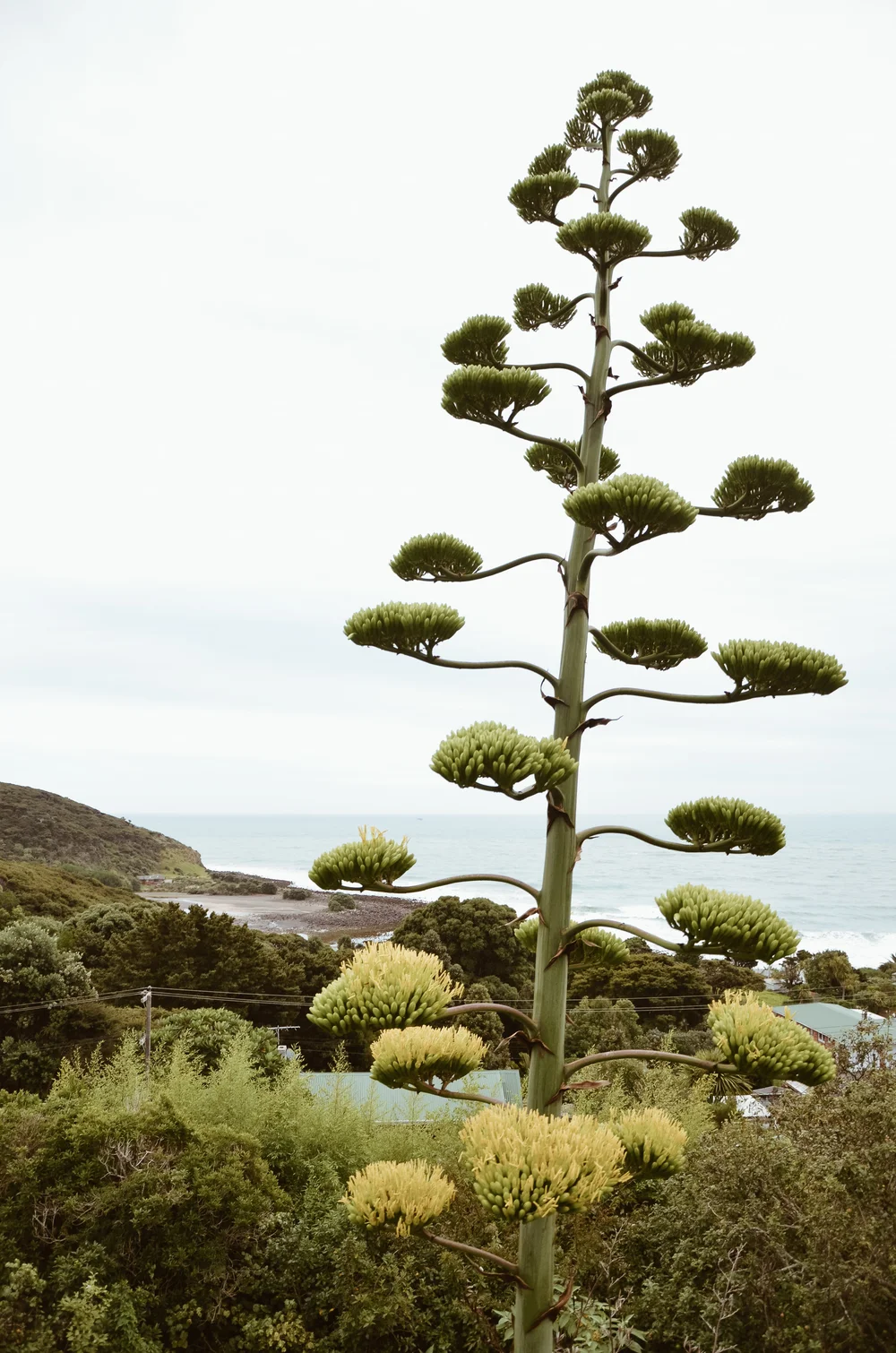 raglan+new+zealand+kate+parrish+life+on+pine_DSC_0353.jpg