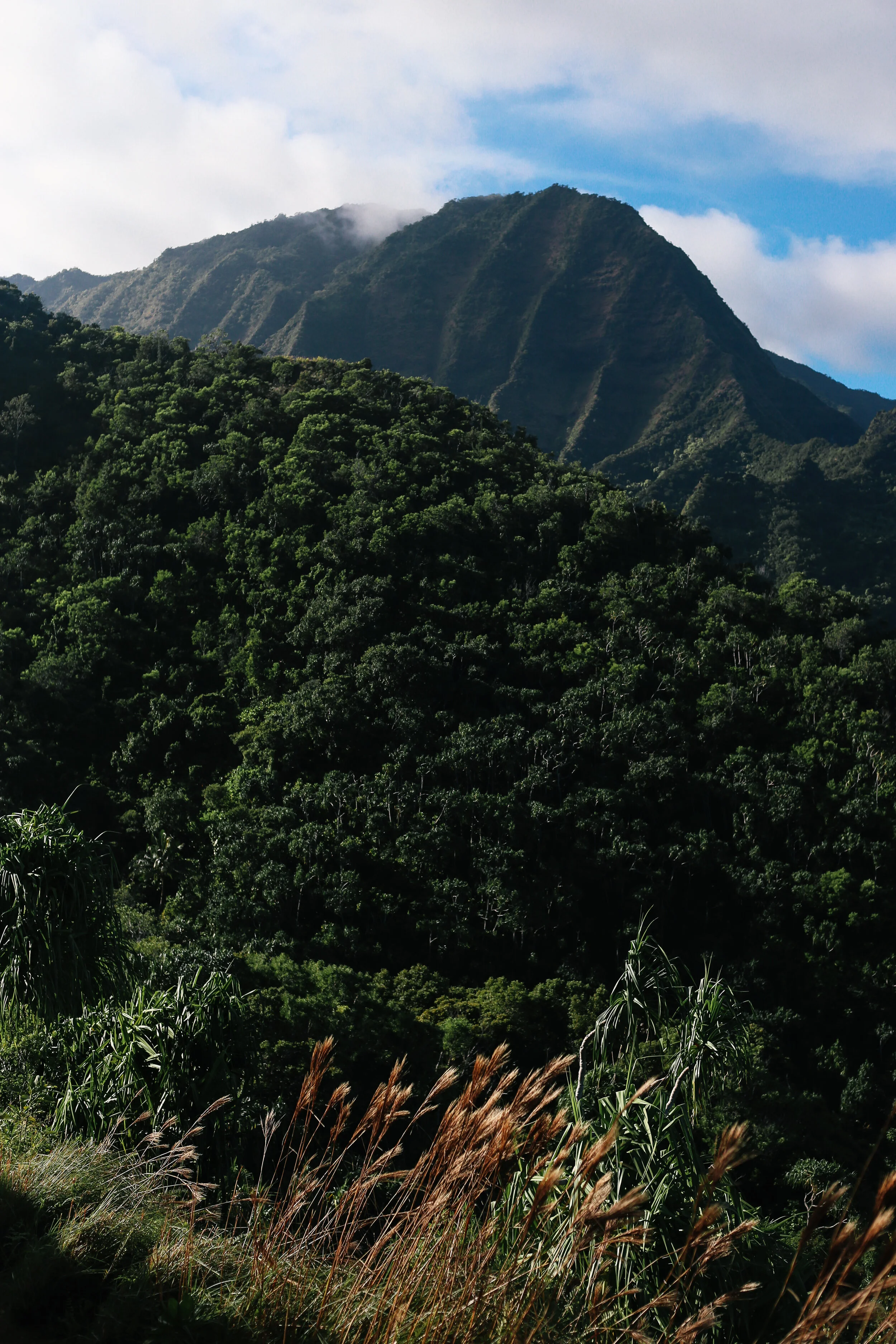 kauai + life + on + pine _IMG_8659.jpg