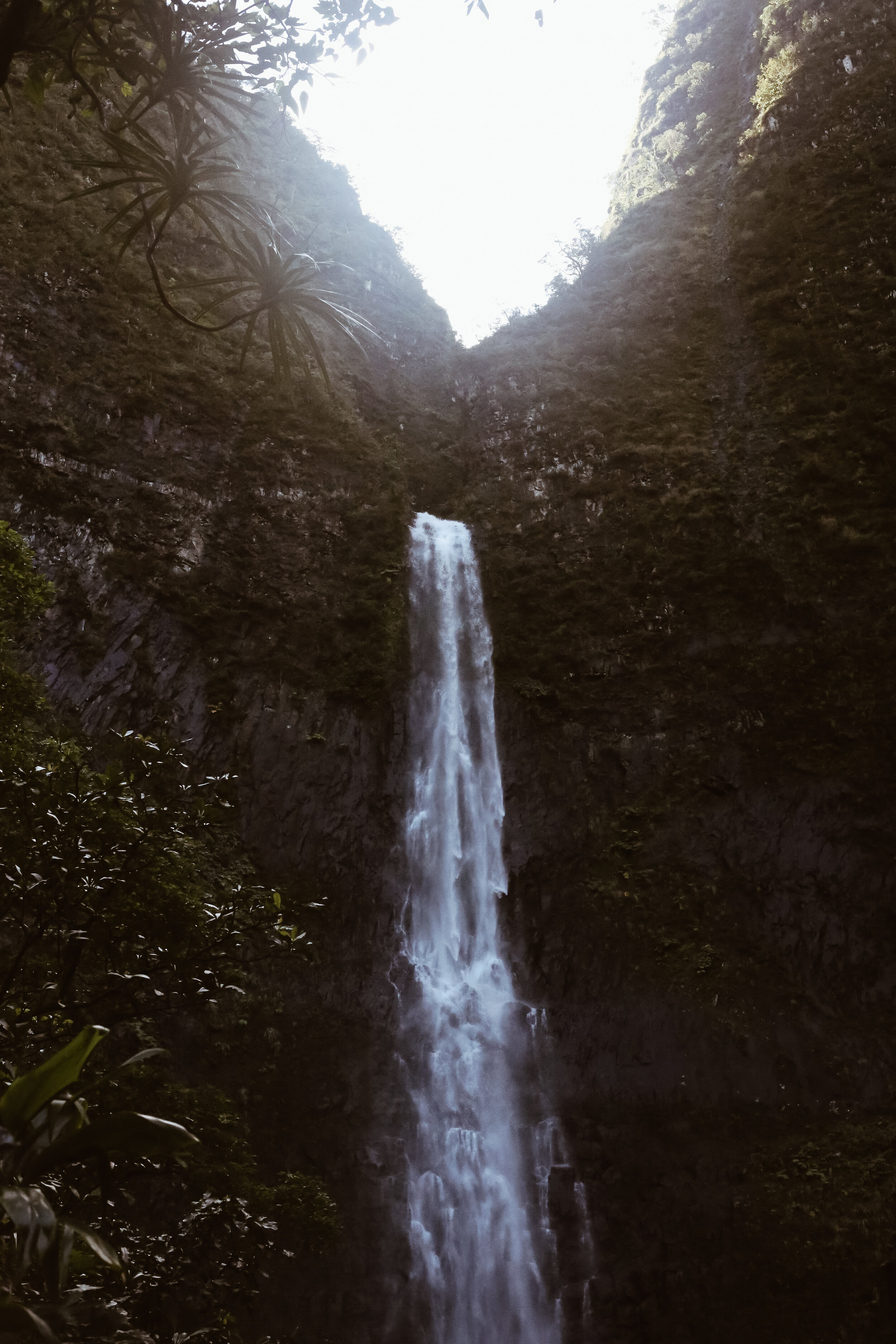 kauai + life + on + pine _IMG_8685.jpg