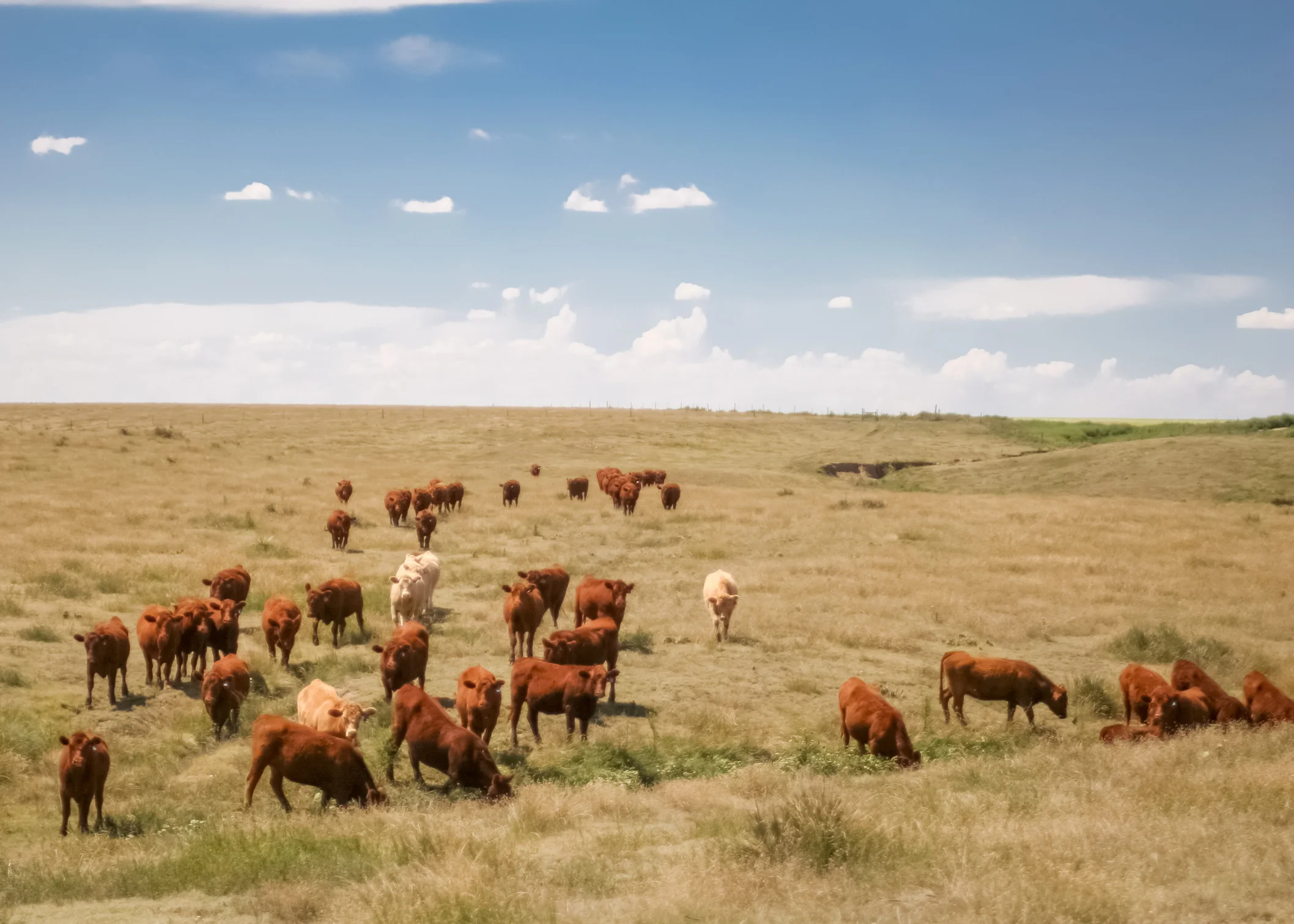 cows-in-field-3.jpg