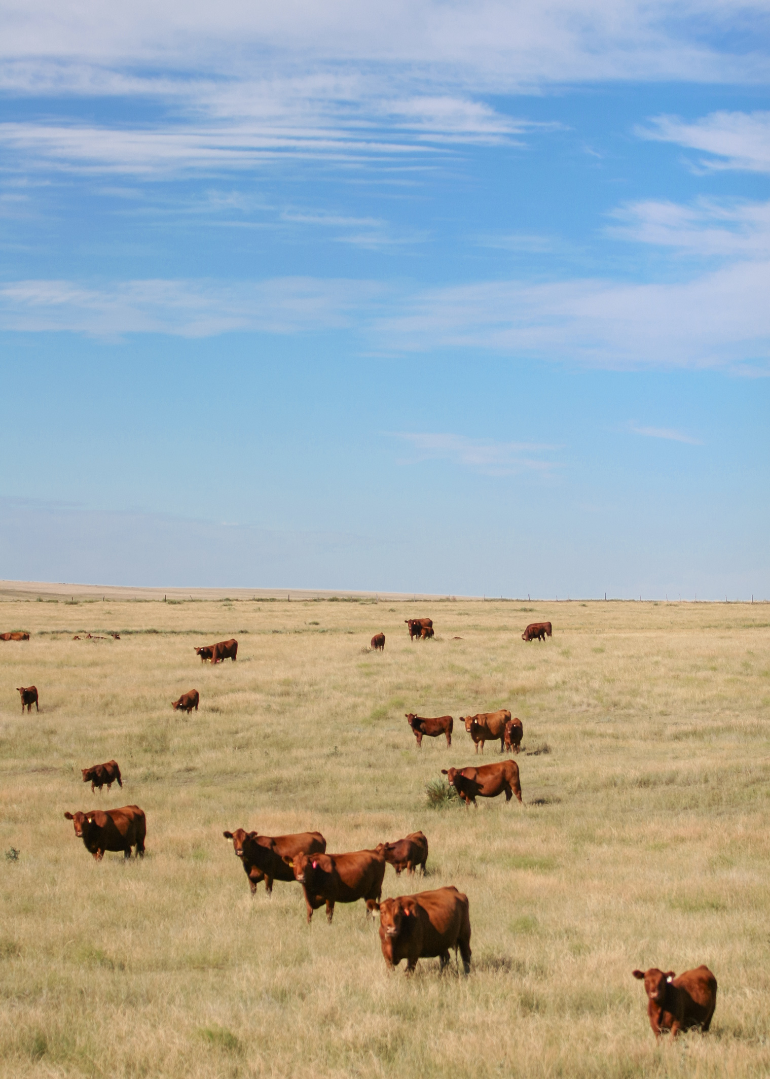 cows-in-field.jpg