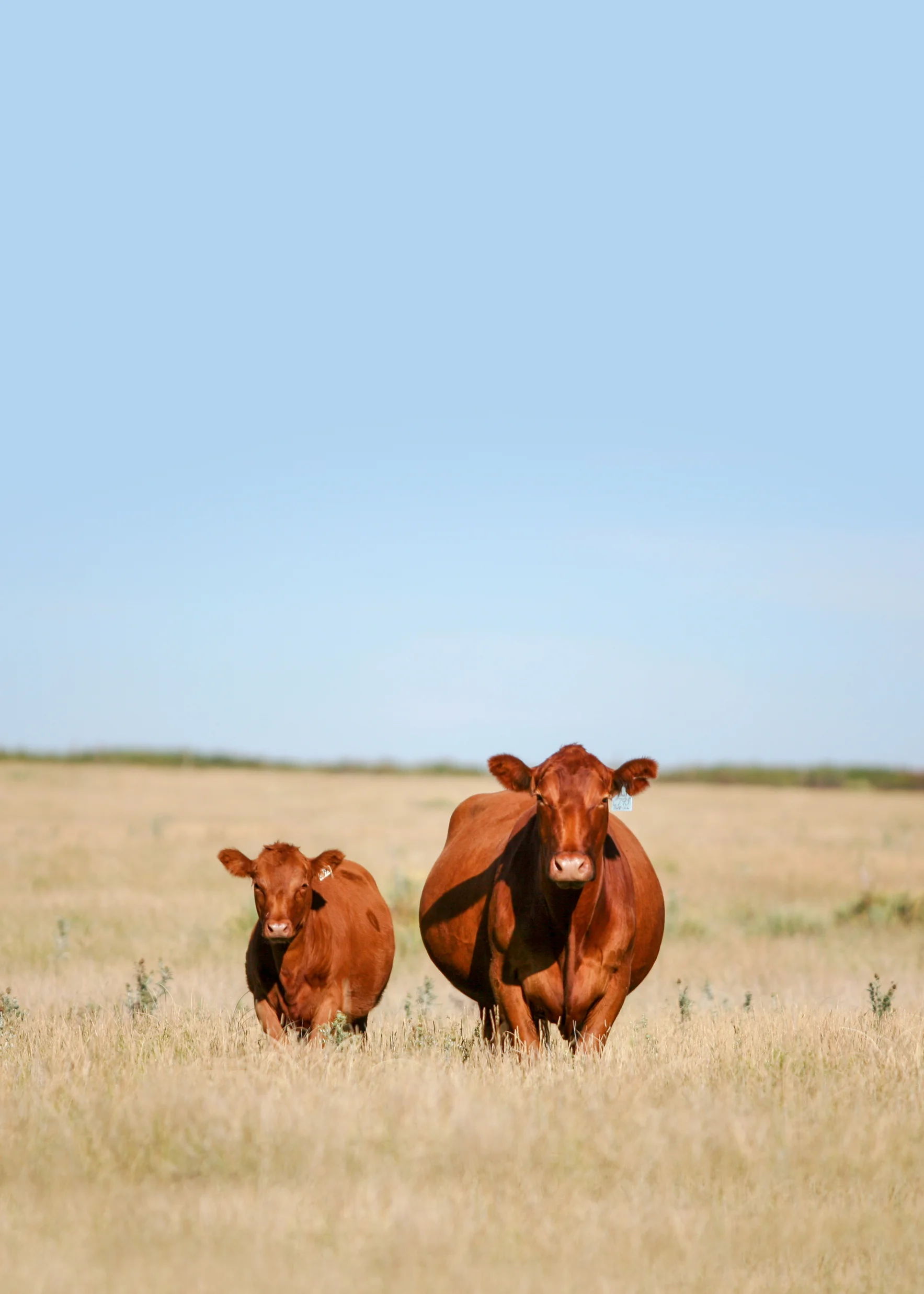 cow-and-calf-in-field.jpg