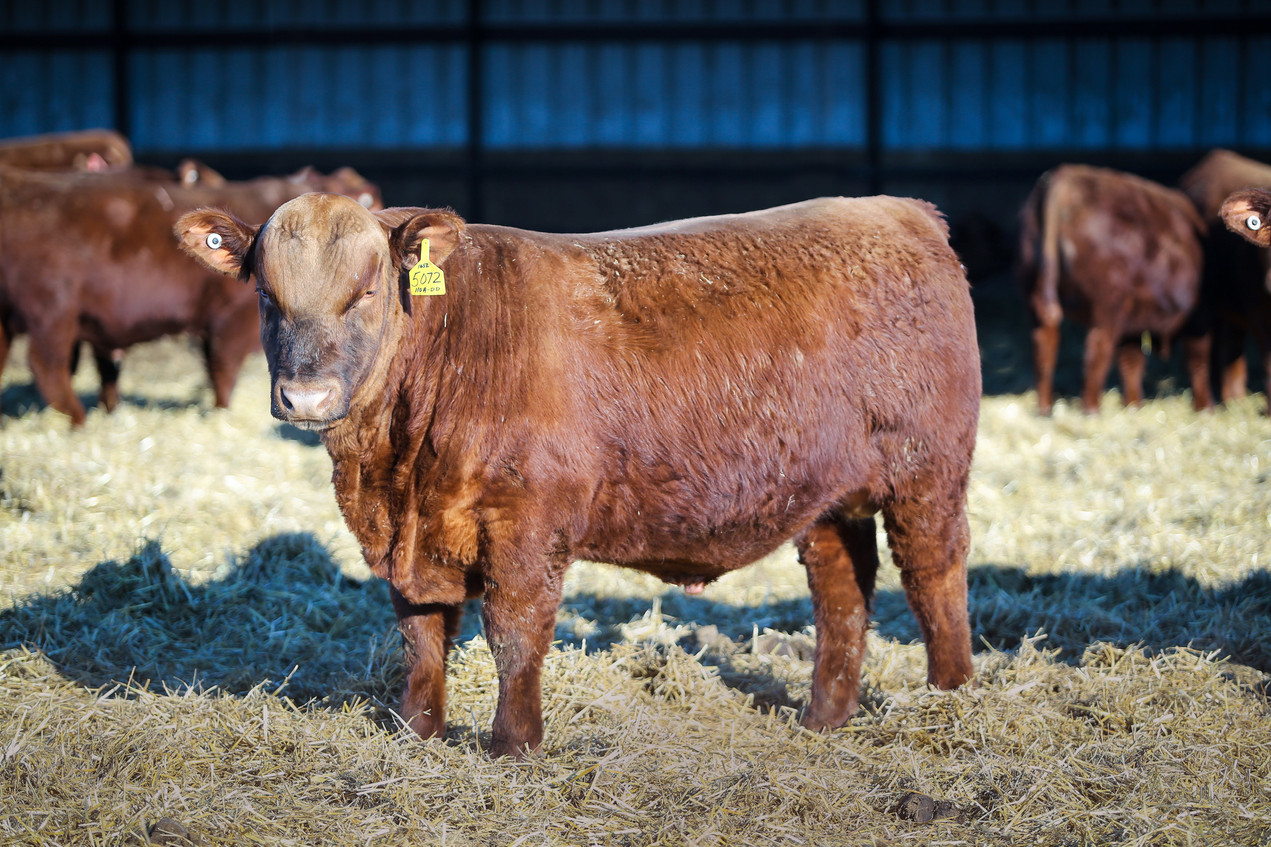 165Z son from our 2016 sale