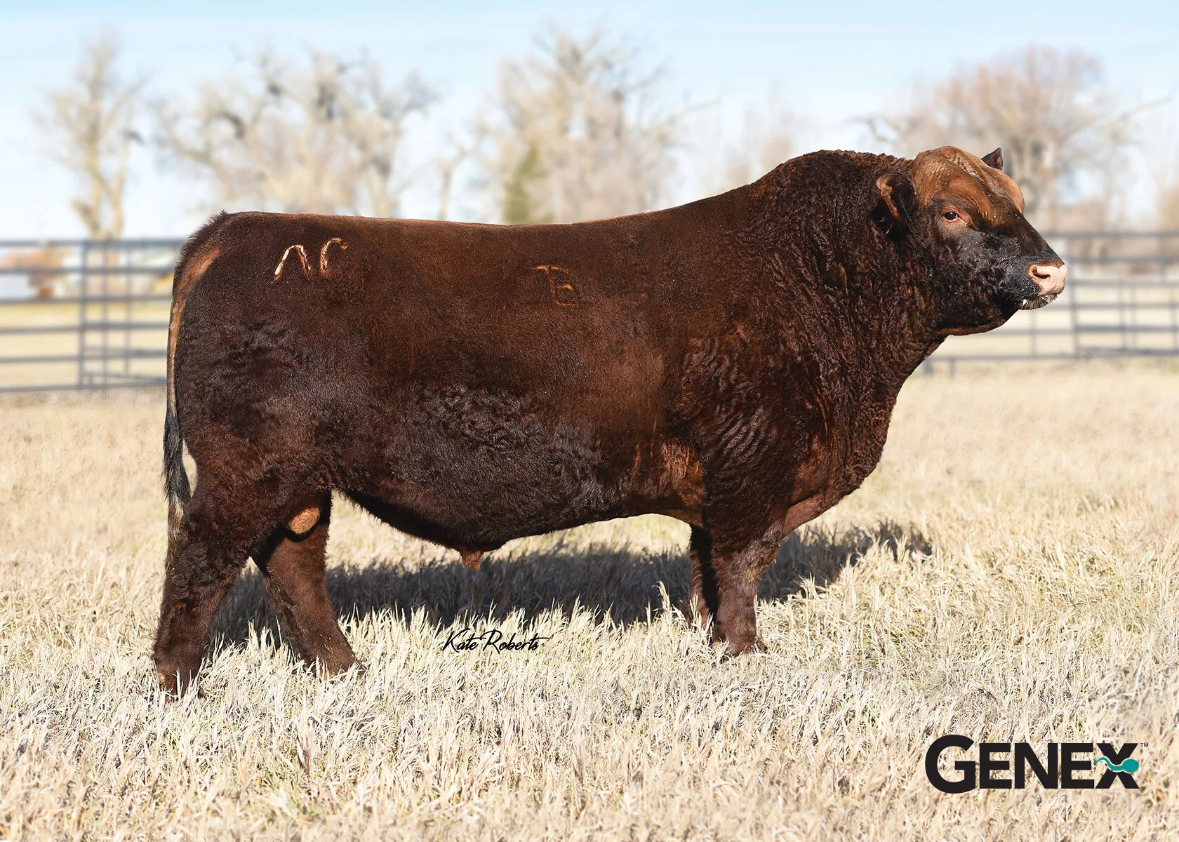Sire - WFL Merlin 018A — Wedel Red Angus