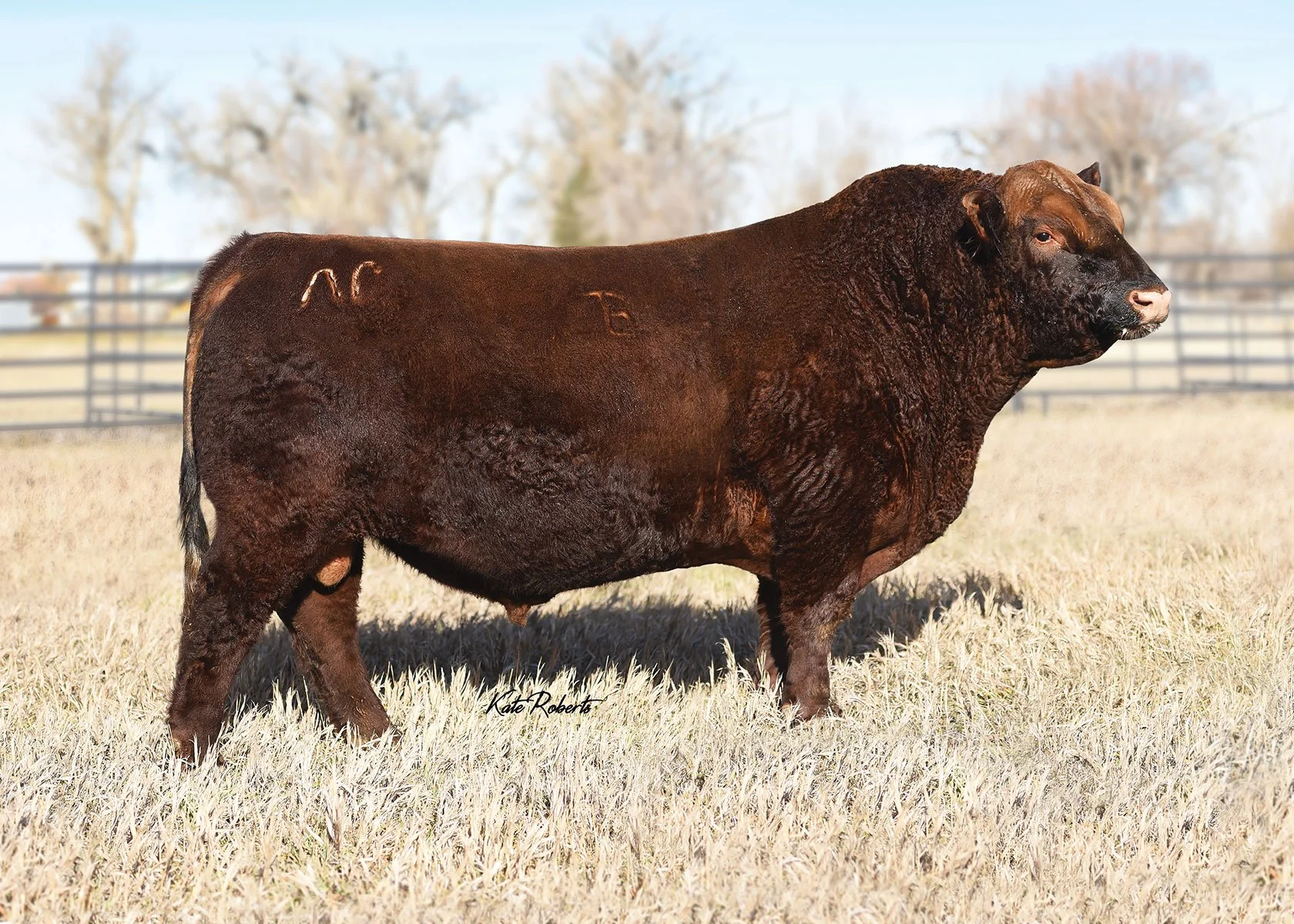 Brown Opportunity K126 Product Image