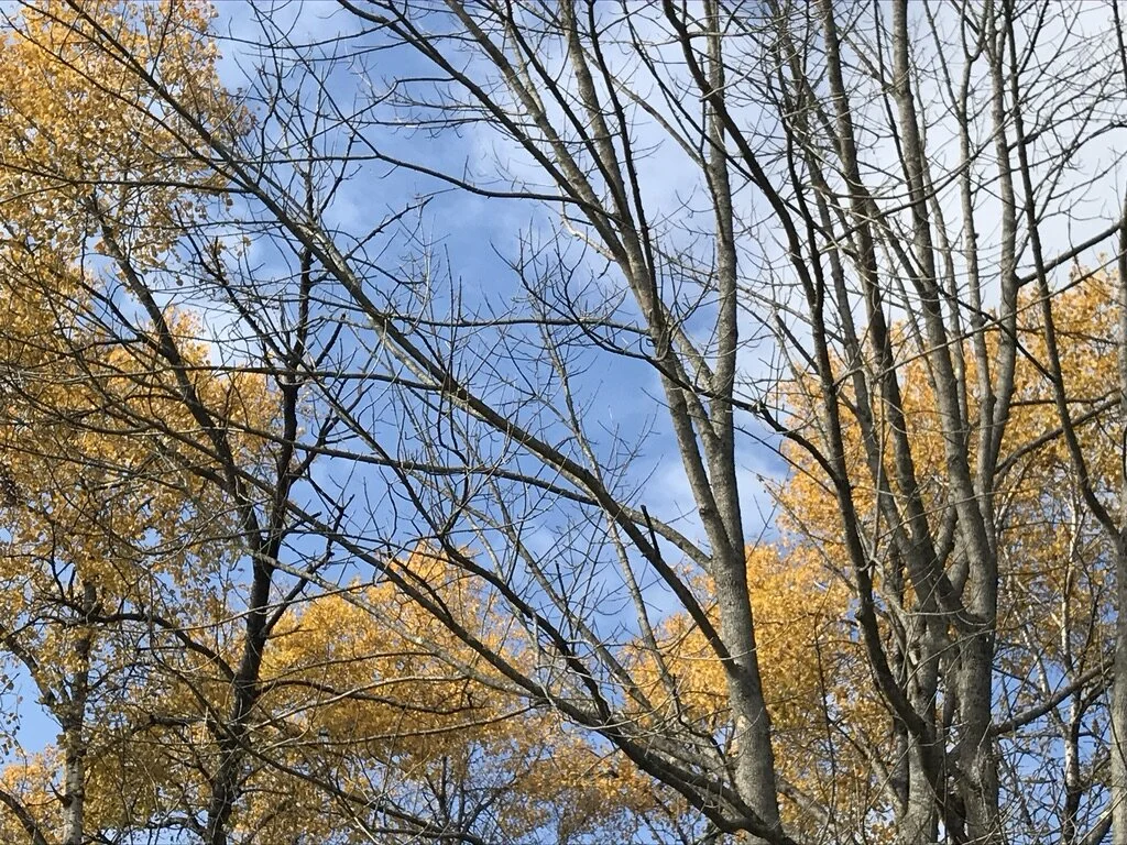 From the Board of Trustees&nbsp;