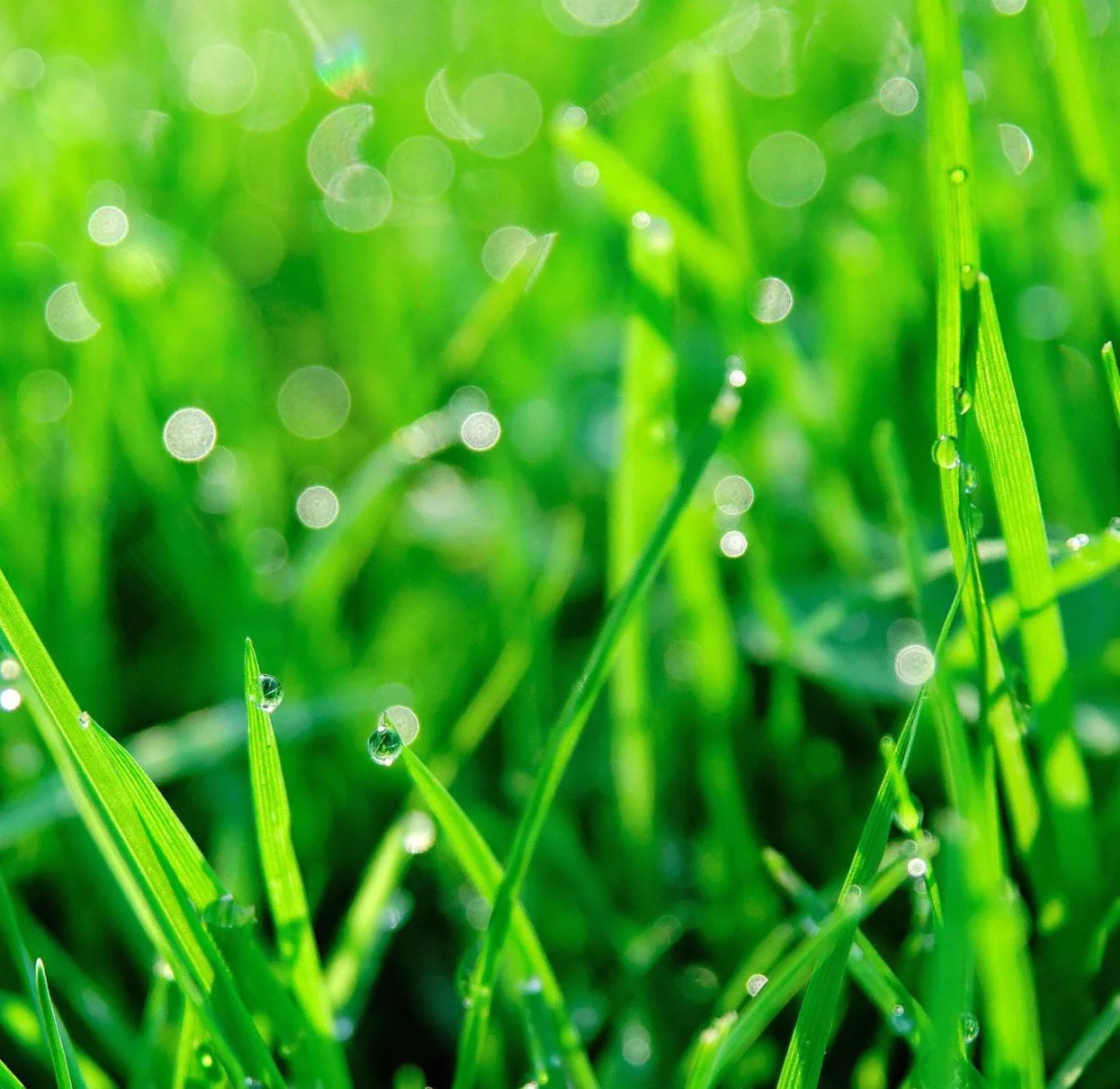 Green Grass