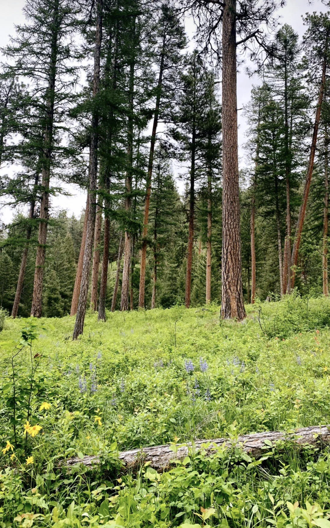 I wonder who I would be. 