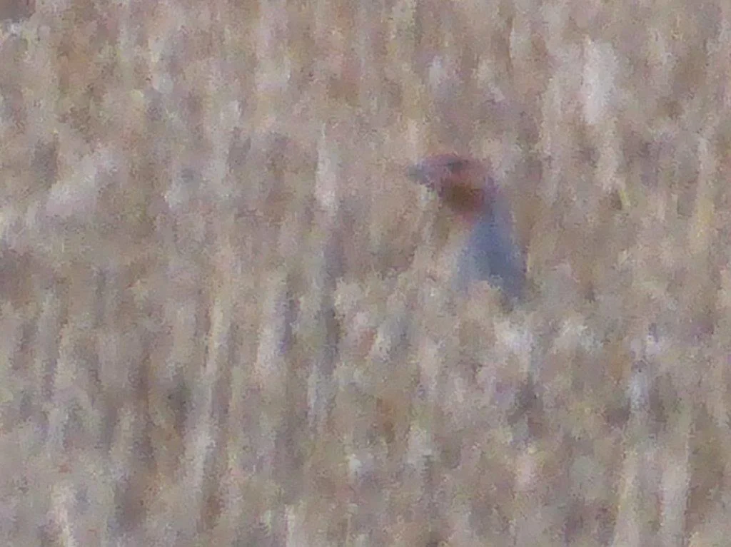 Grey Partridge in grain stubble are a distance.