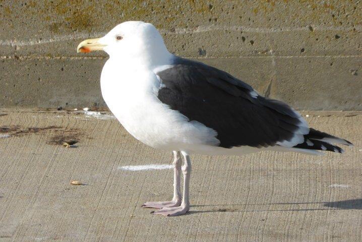 Black-backed Gull