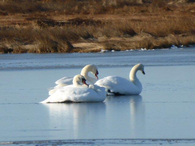 Mute Swans lounge on ice