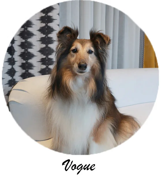 As you all know Vogue has quite a presence at Window Workshop. Our own little door bell that loves to greet our clients in a vocal manner. Once she gets to know you, she will expect lots of attention and a belly rub!