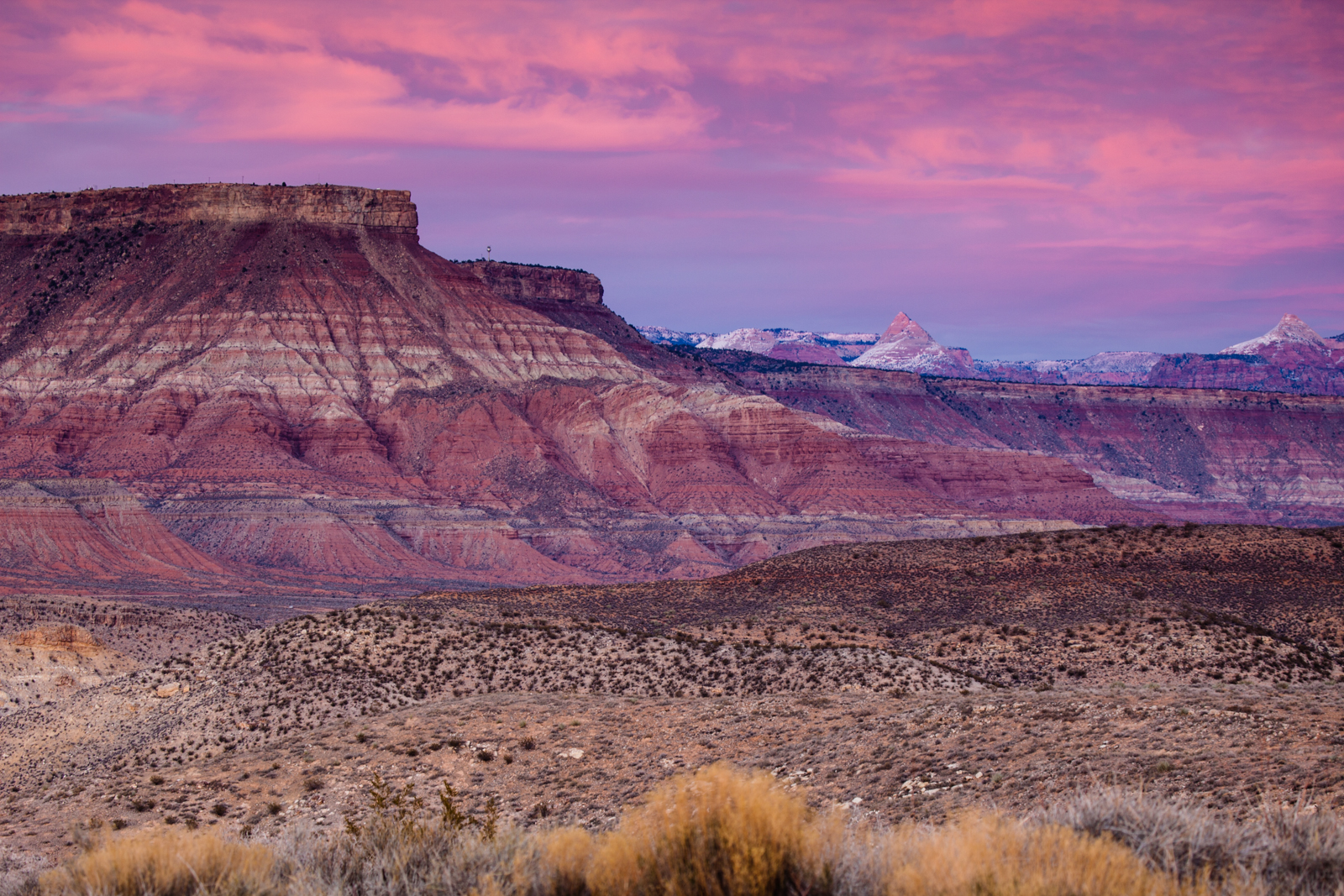 Desert Pinks