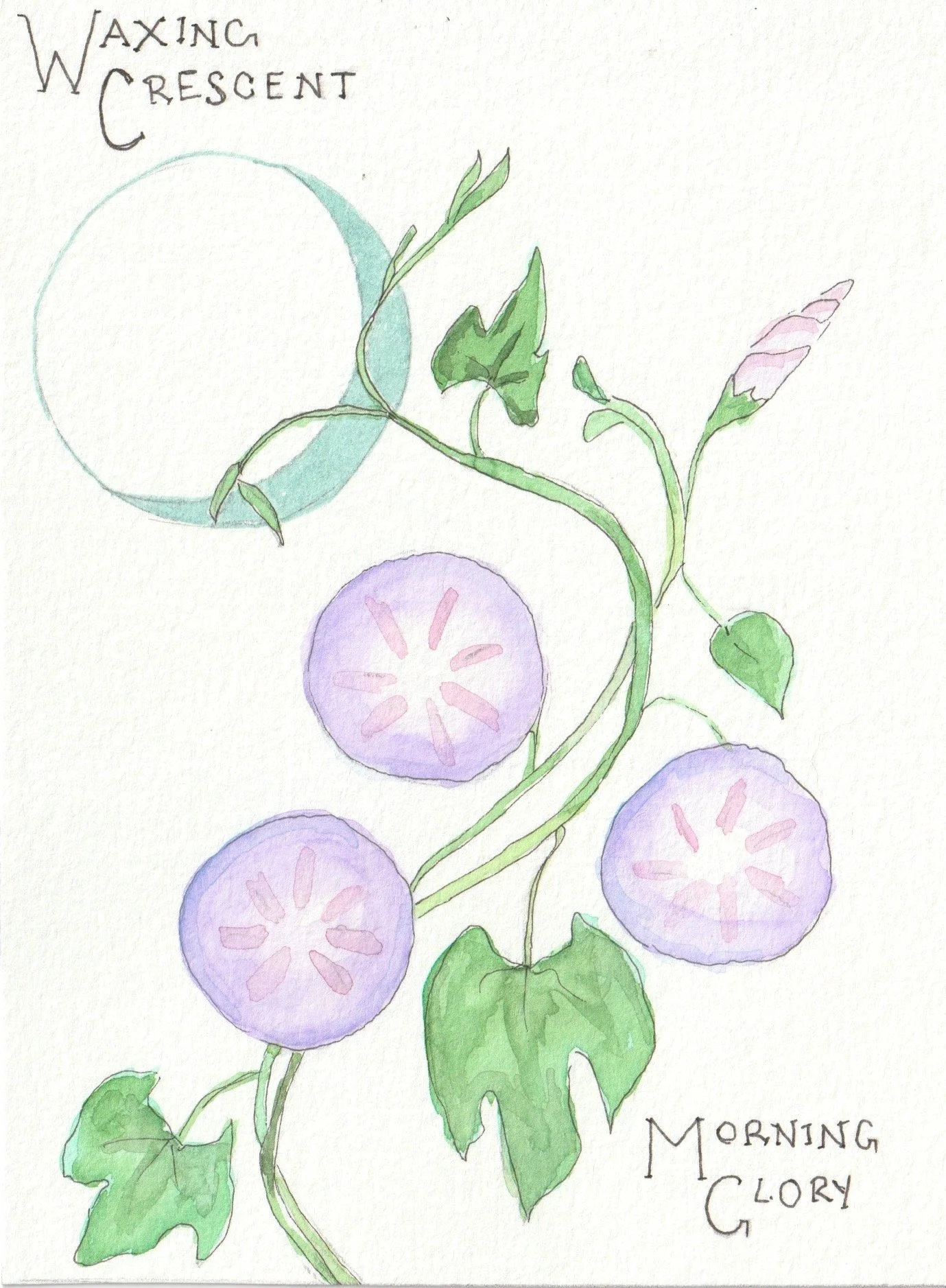 Waxing Crescent.jpeg