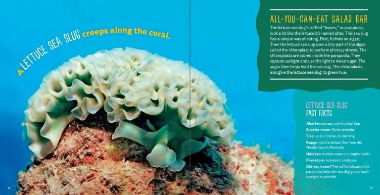 Sea-Food2.jpg