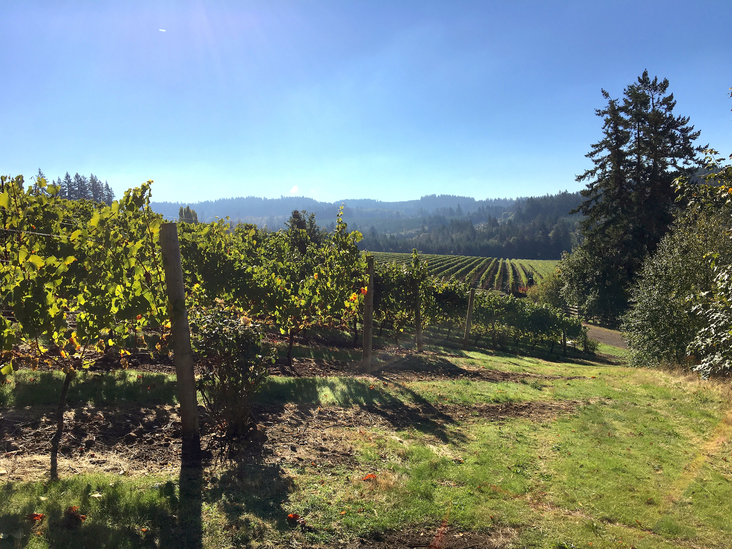 Domaine Margelle.jpg
