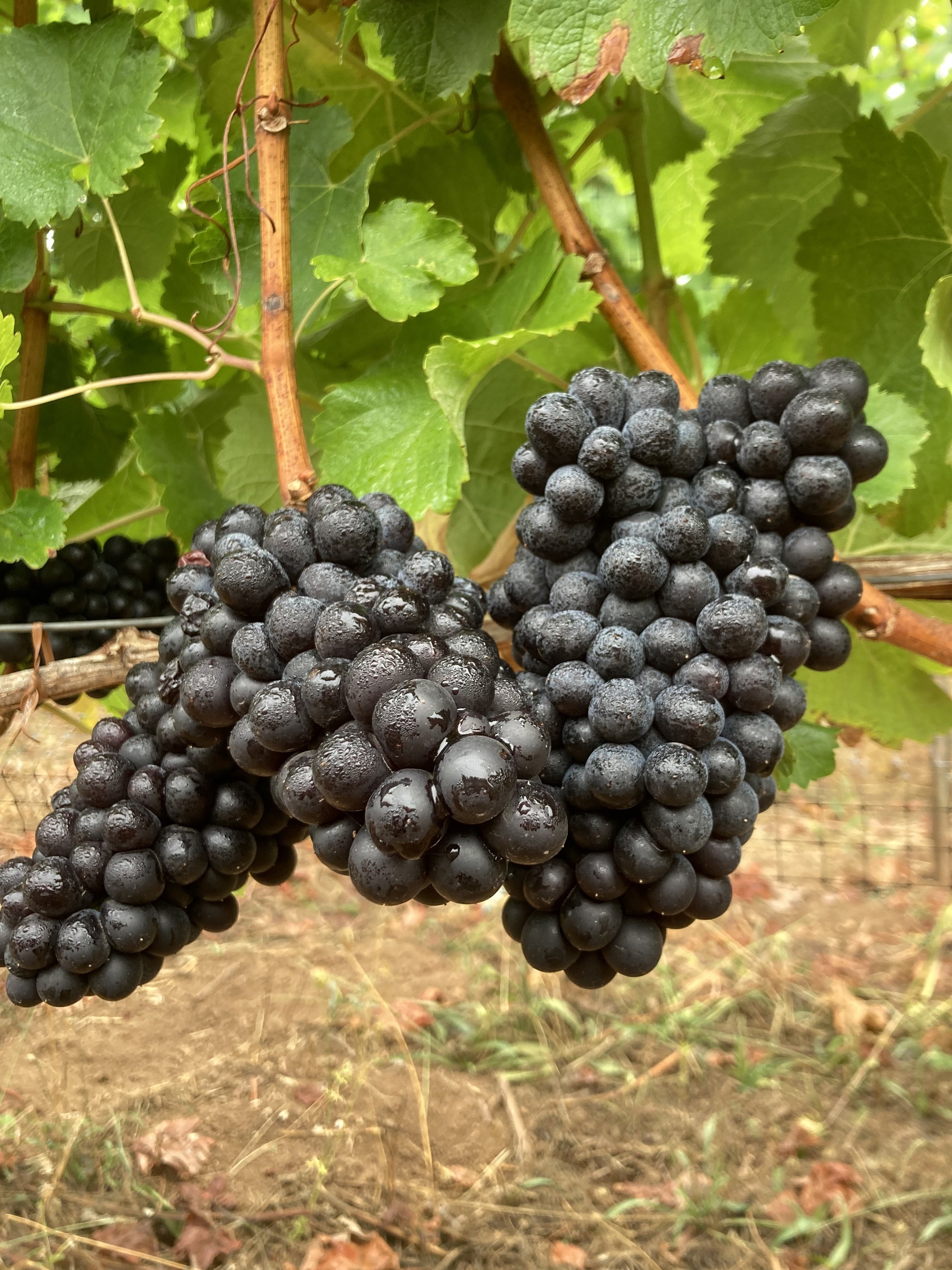Trousseau Noir.jpg